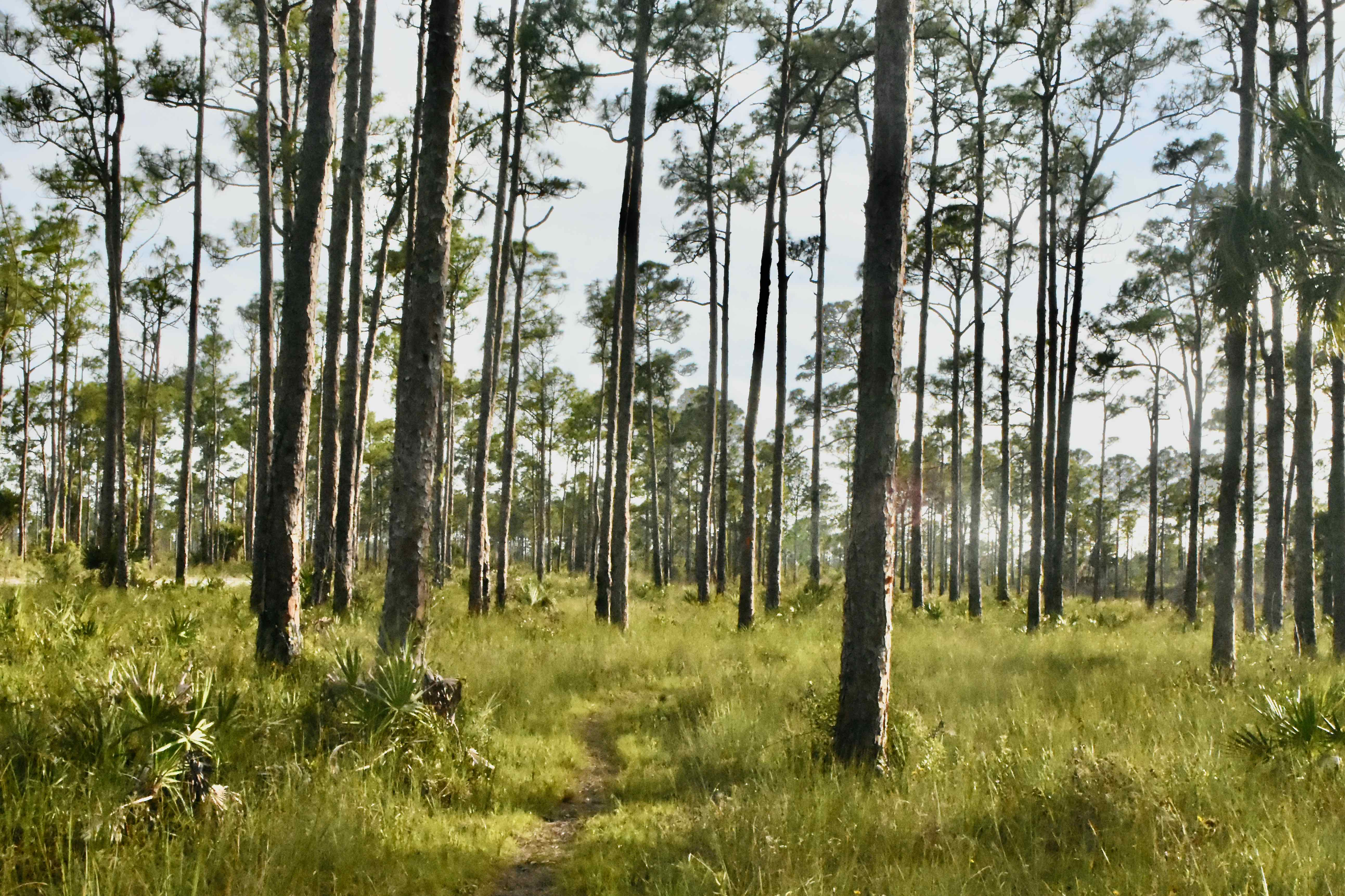 florida trail