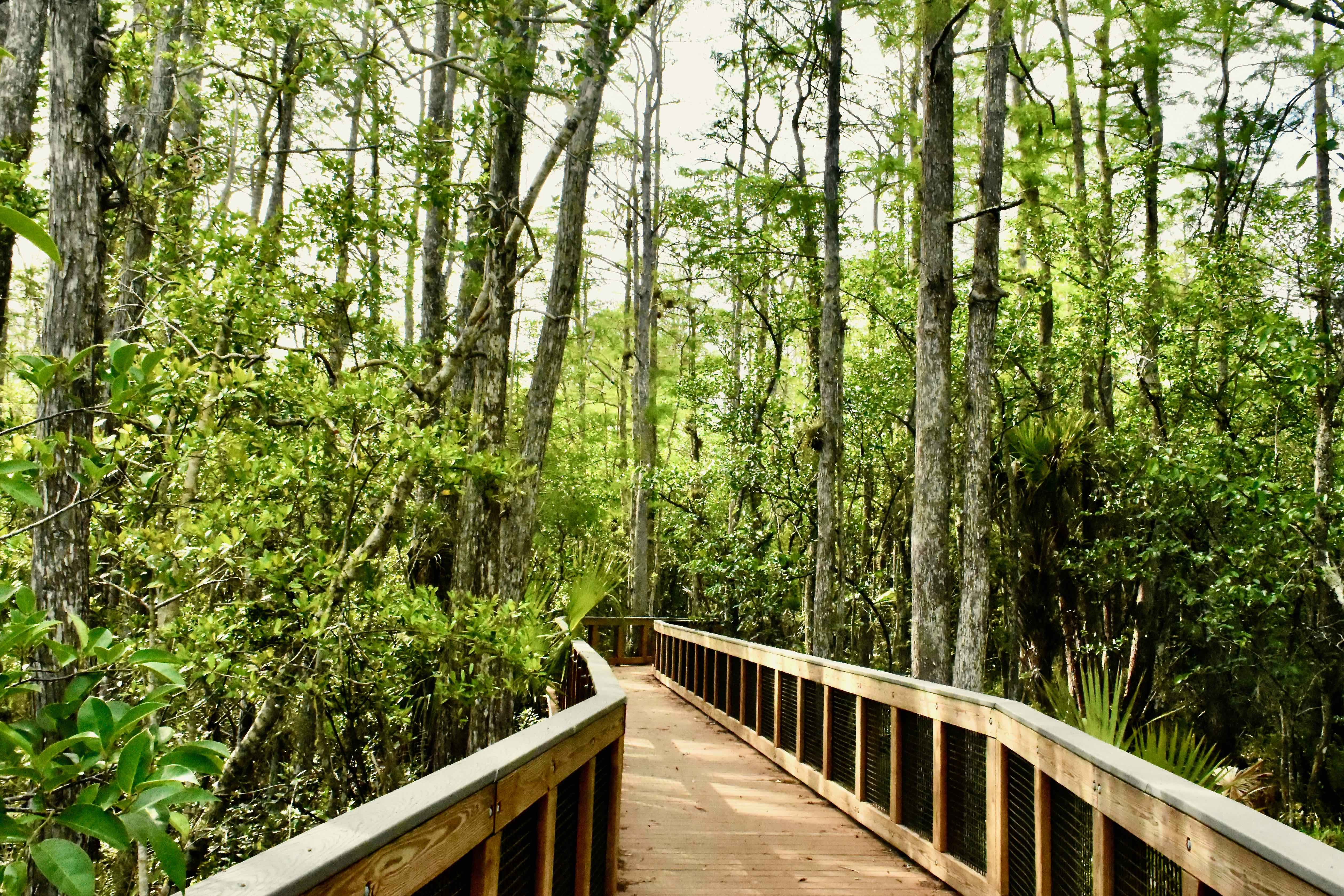 boardwalk