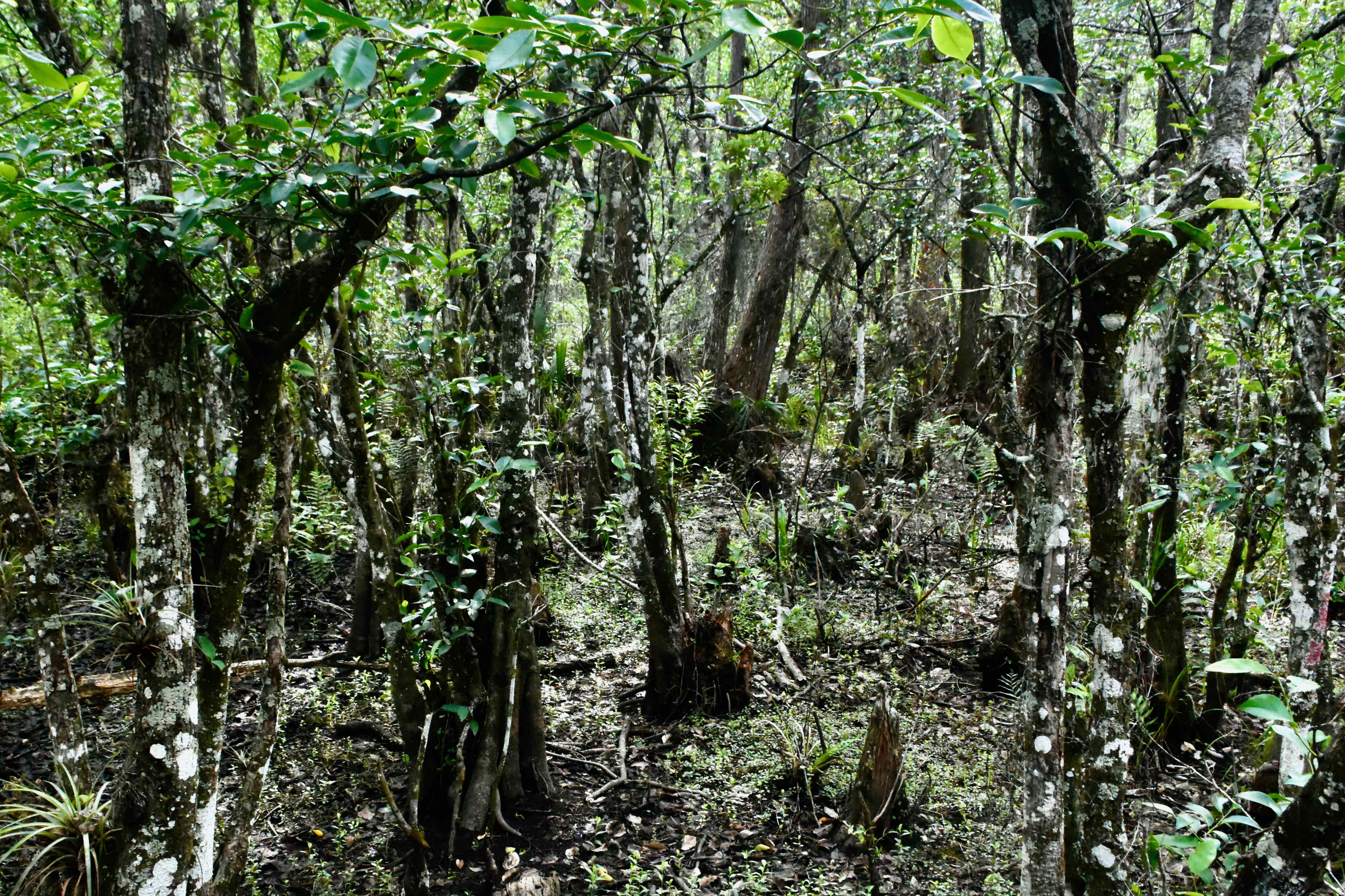 swamp