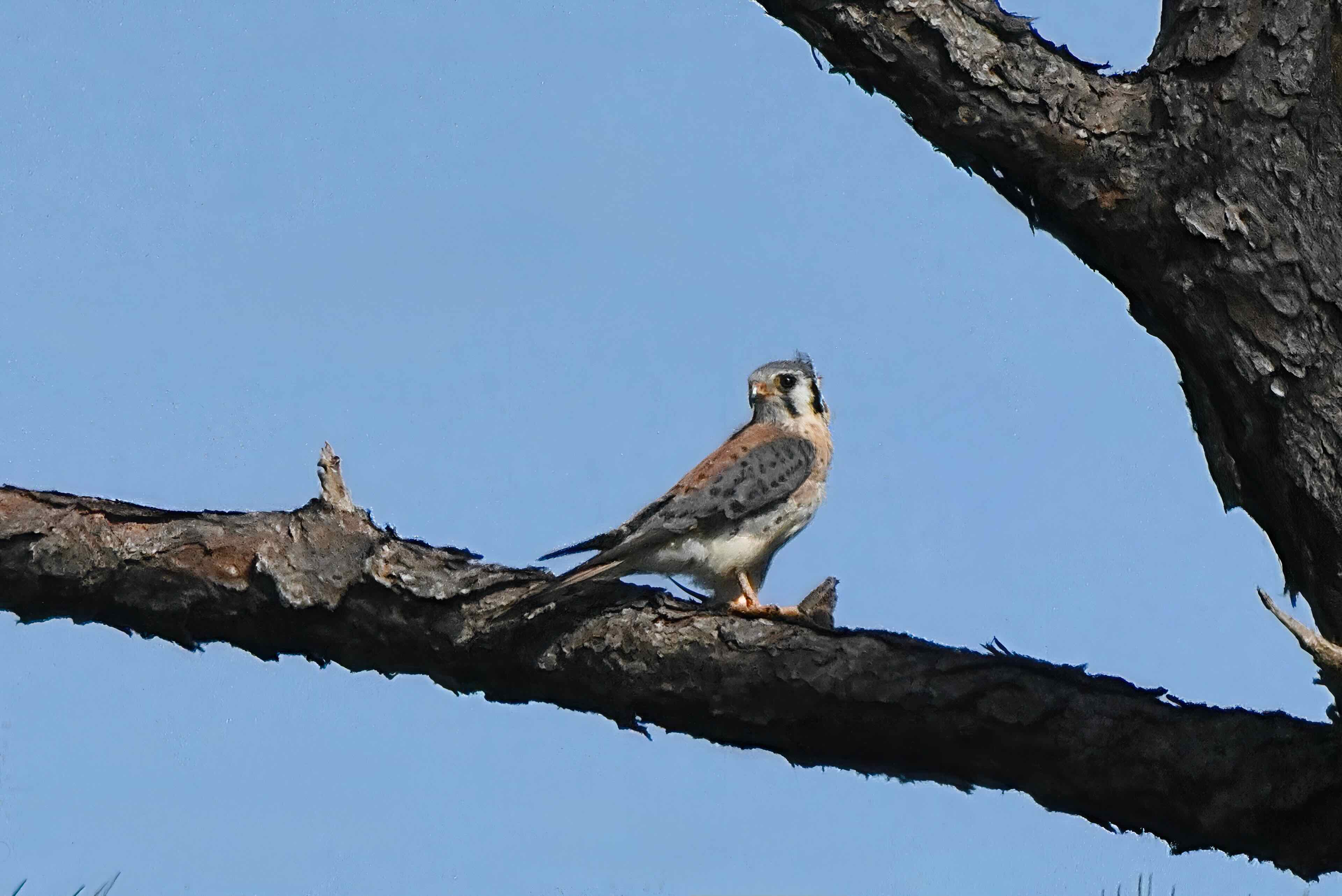 american kestrel
