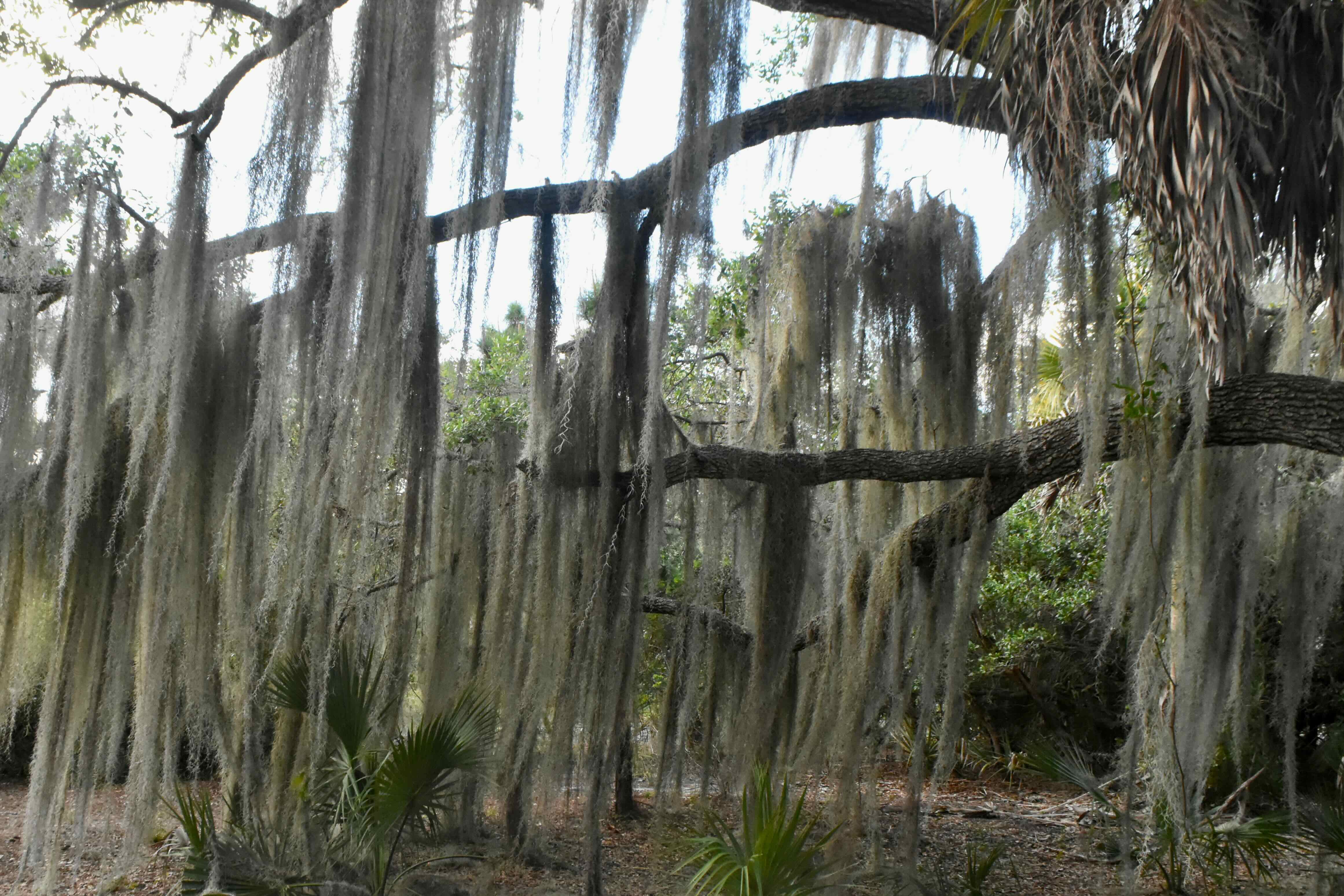 spanish moss