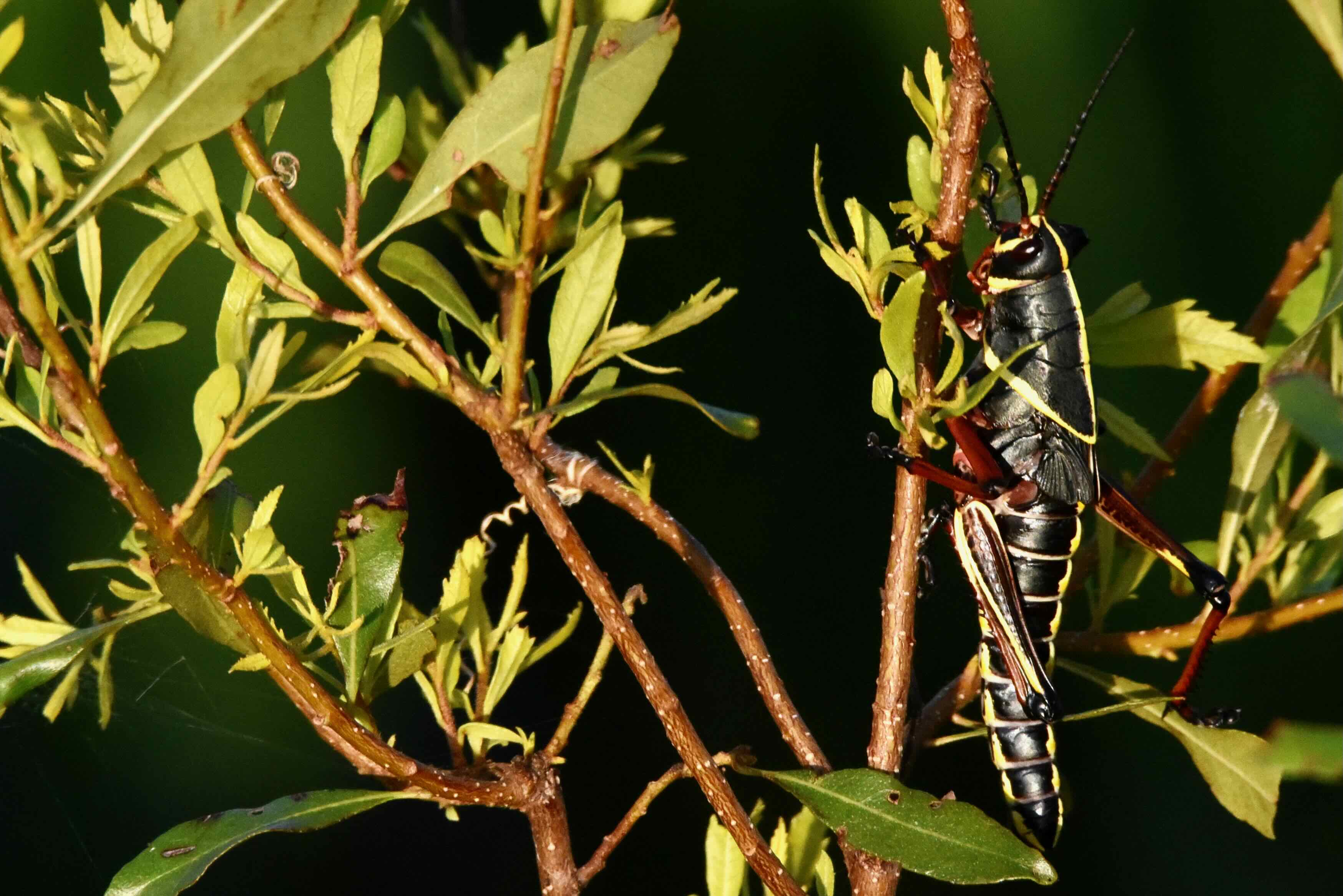 eastern.lubber.grasshopper