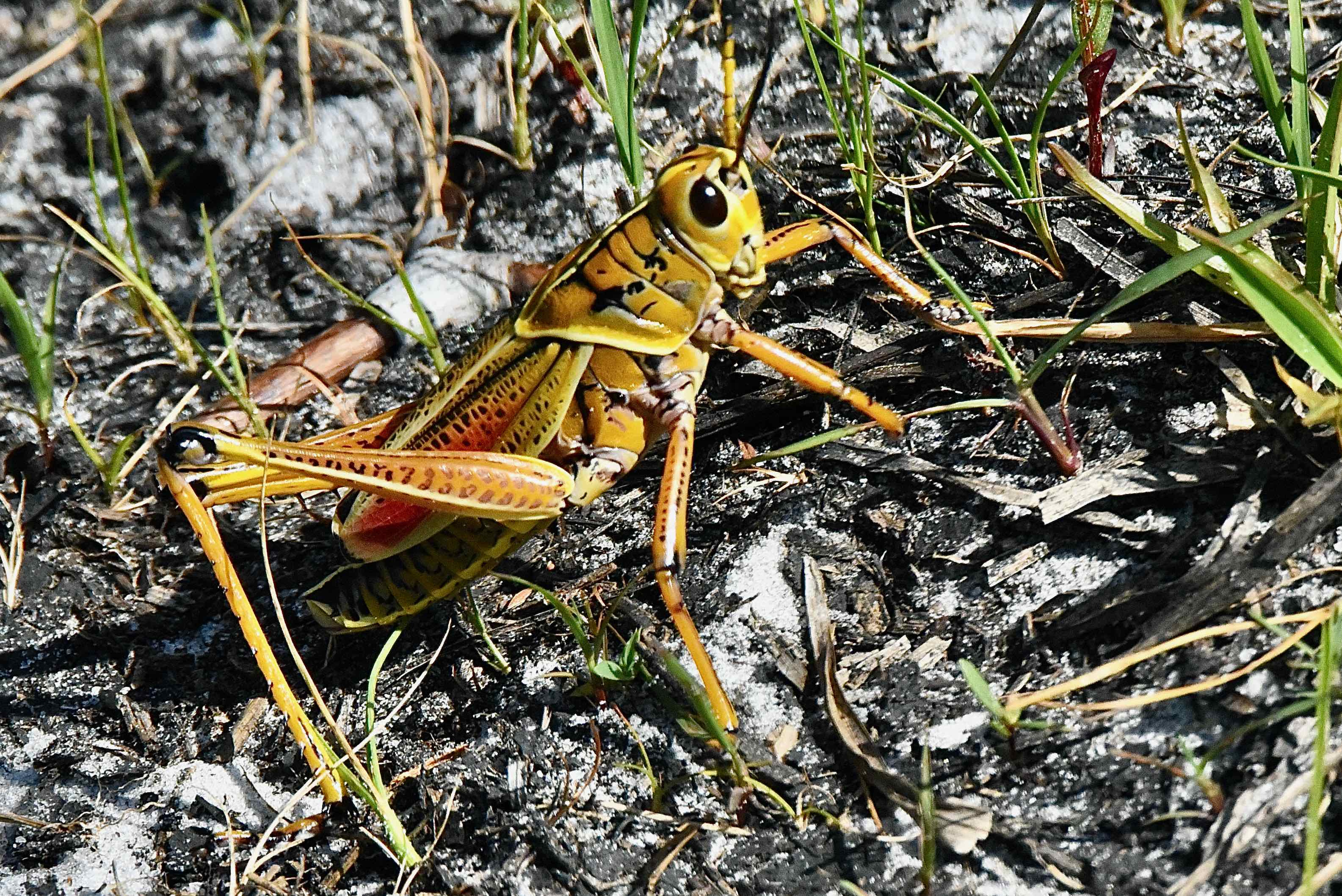 eastern lubber grasshopper