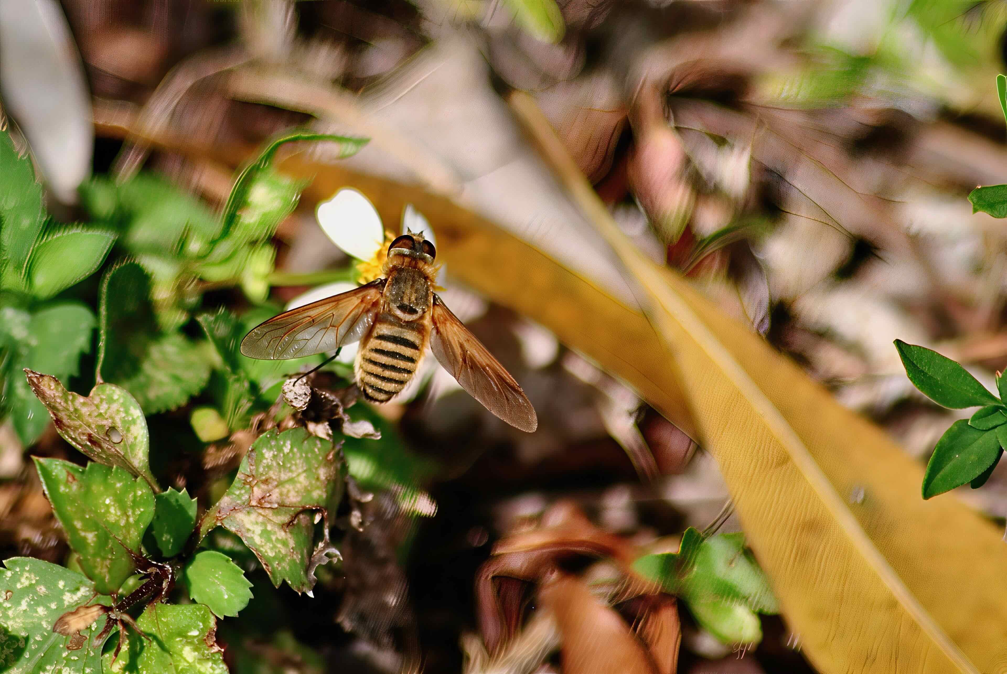 lucifer bee fly