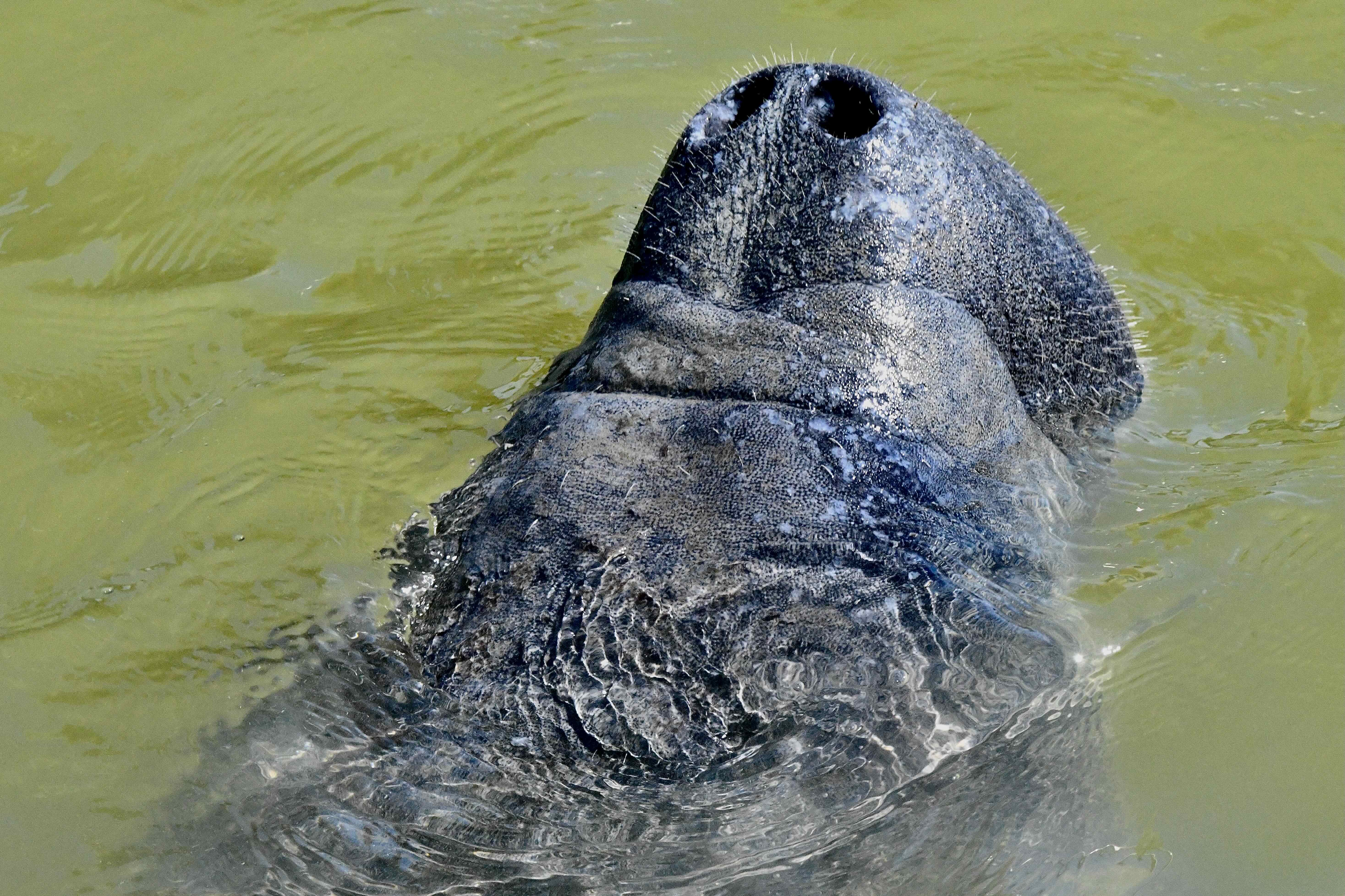 manatee