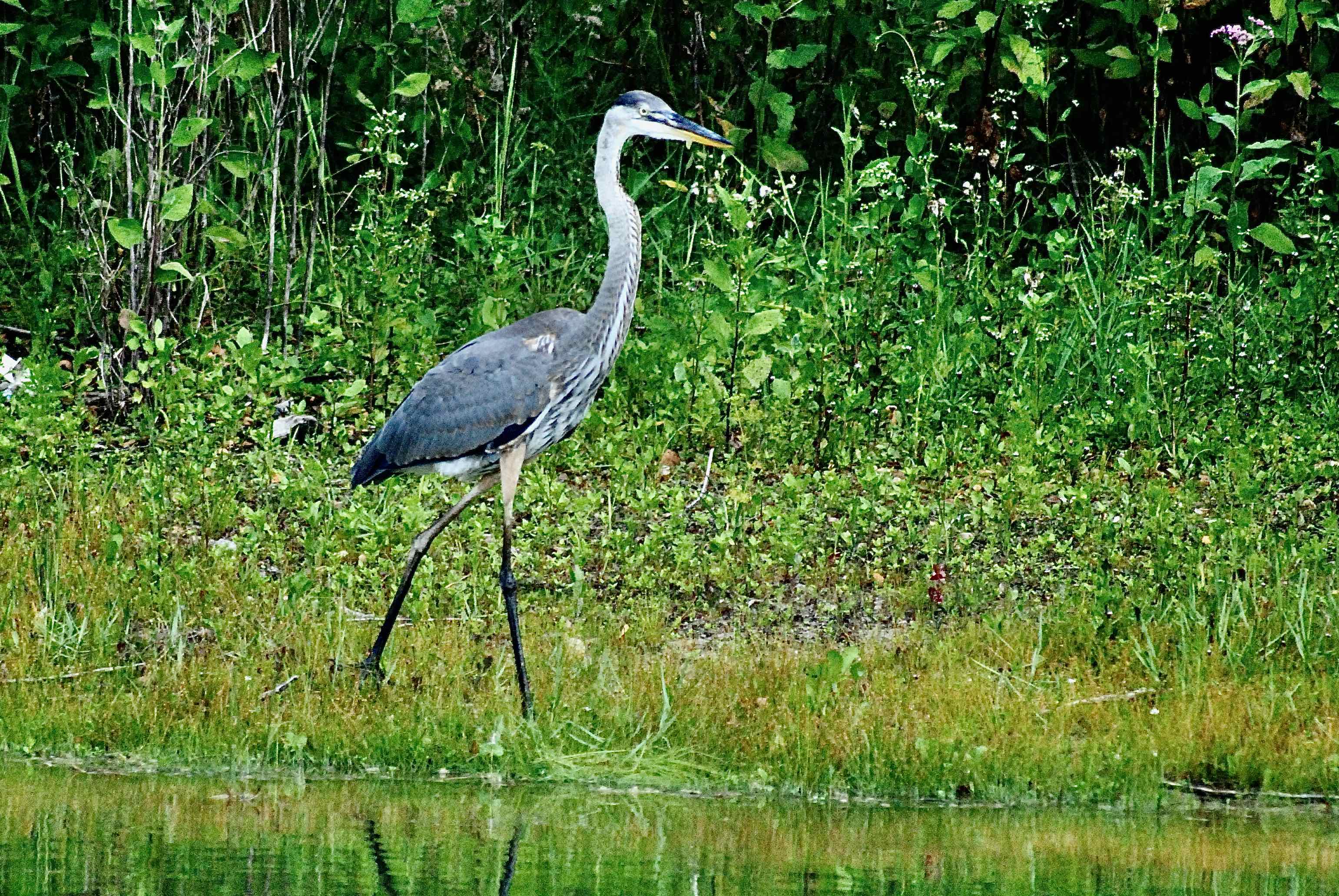 great blue heron