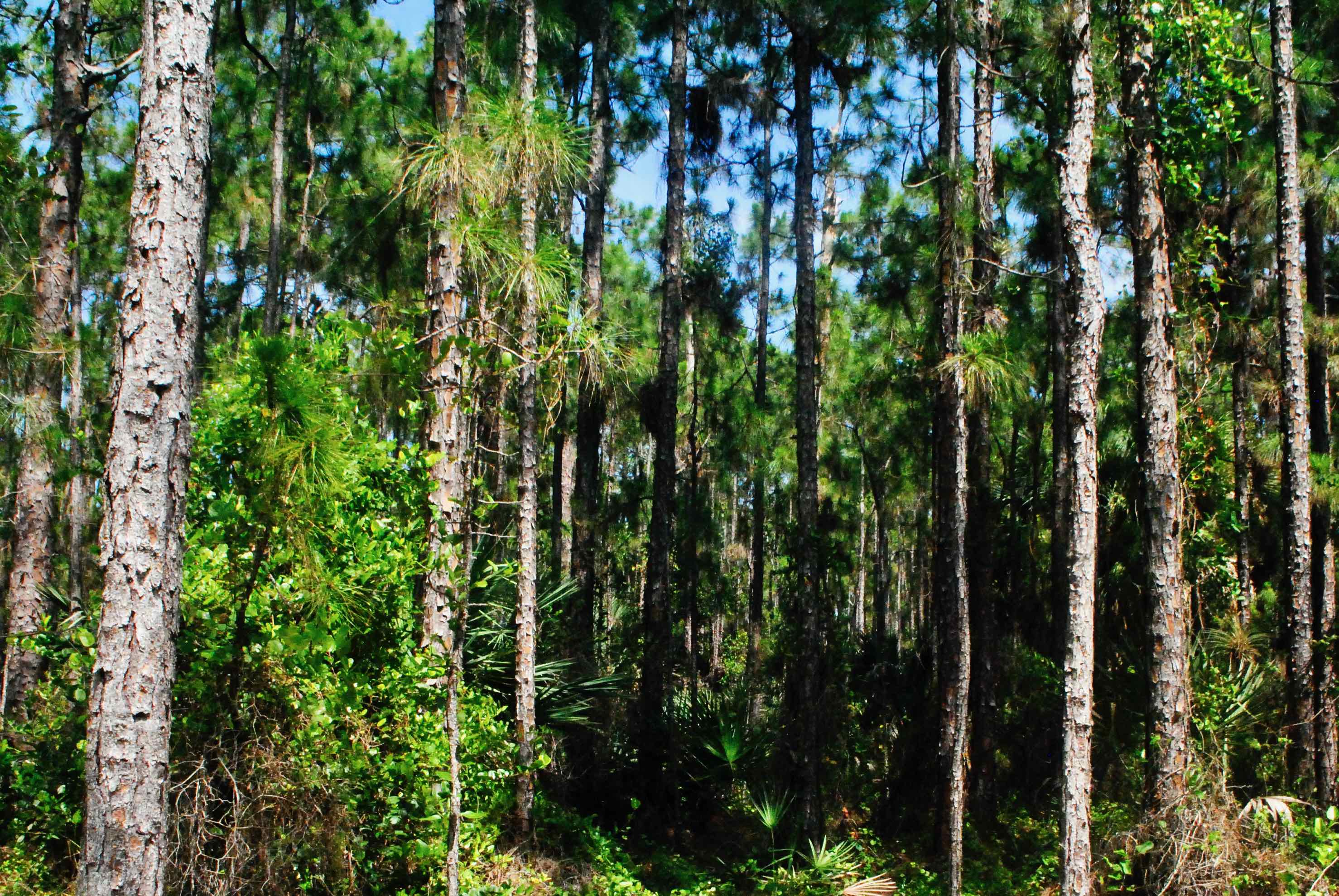 woods