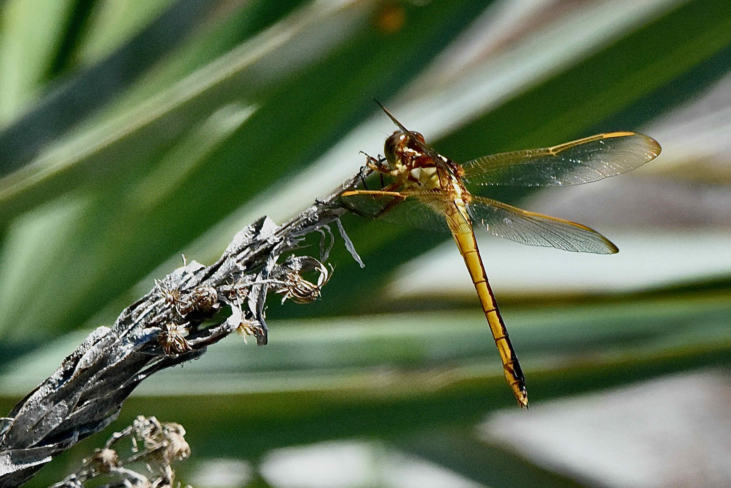 needham's skimmer
