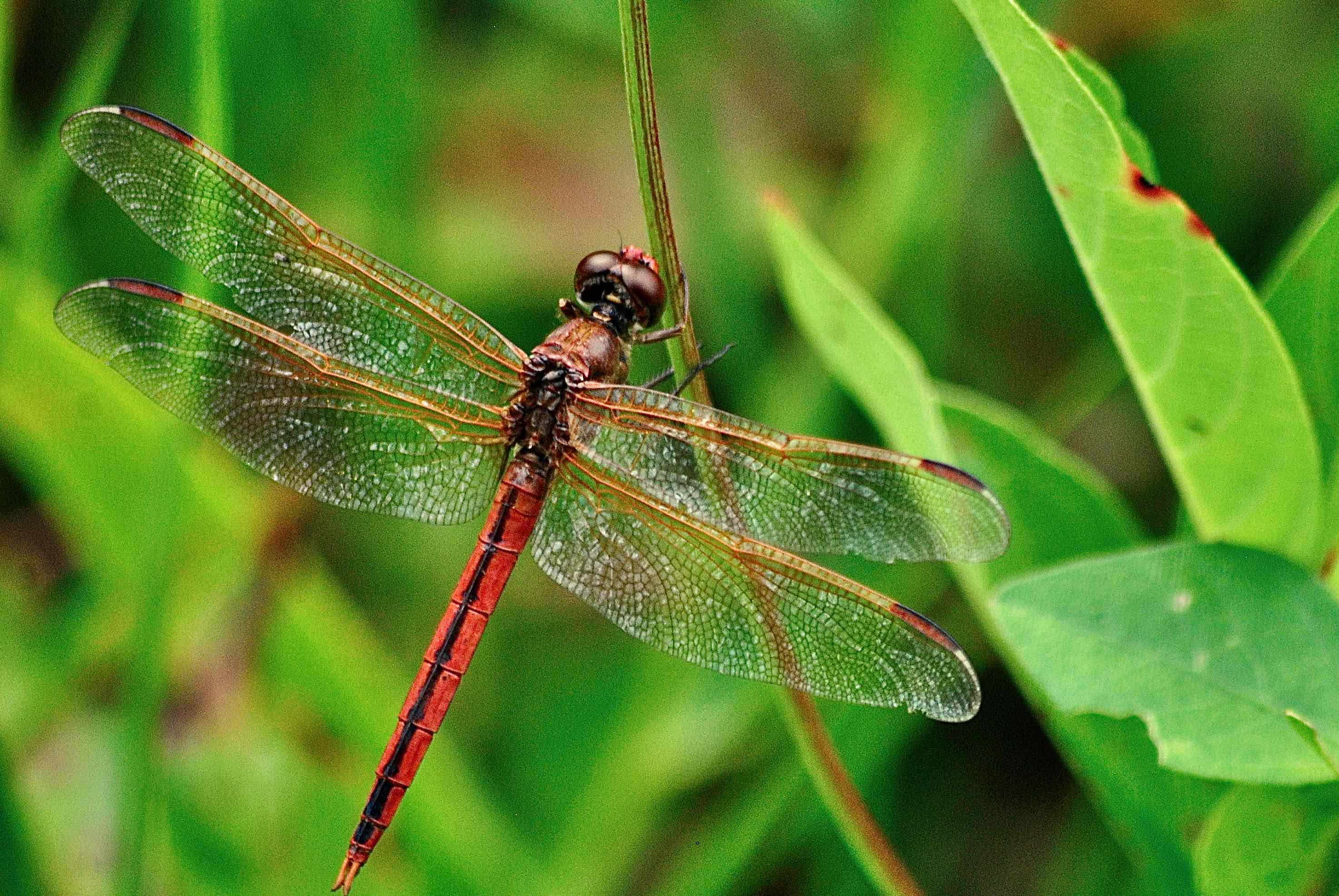 male neeham's skimmer