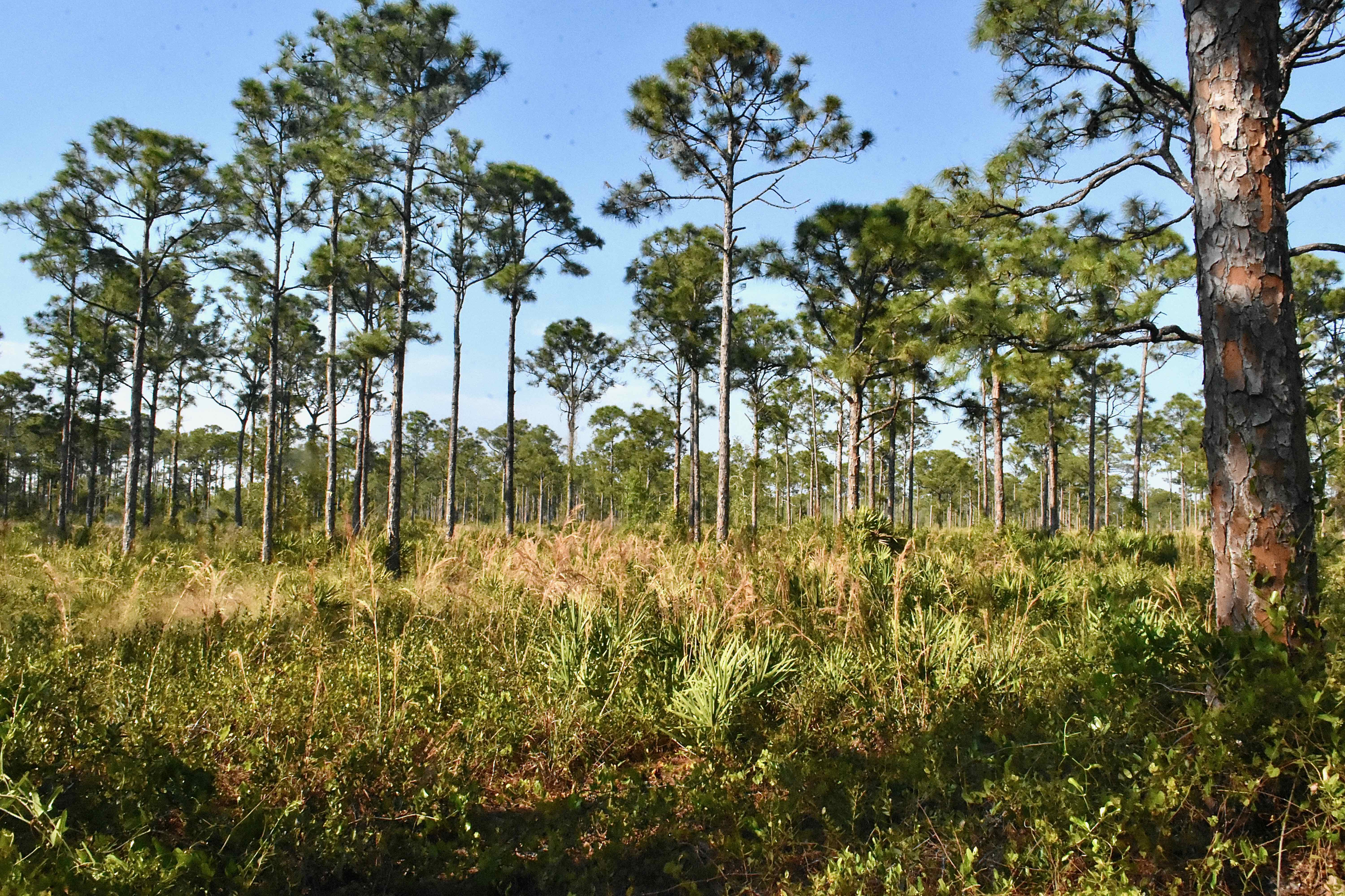 Flatwoods