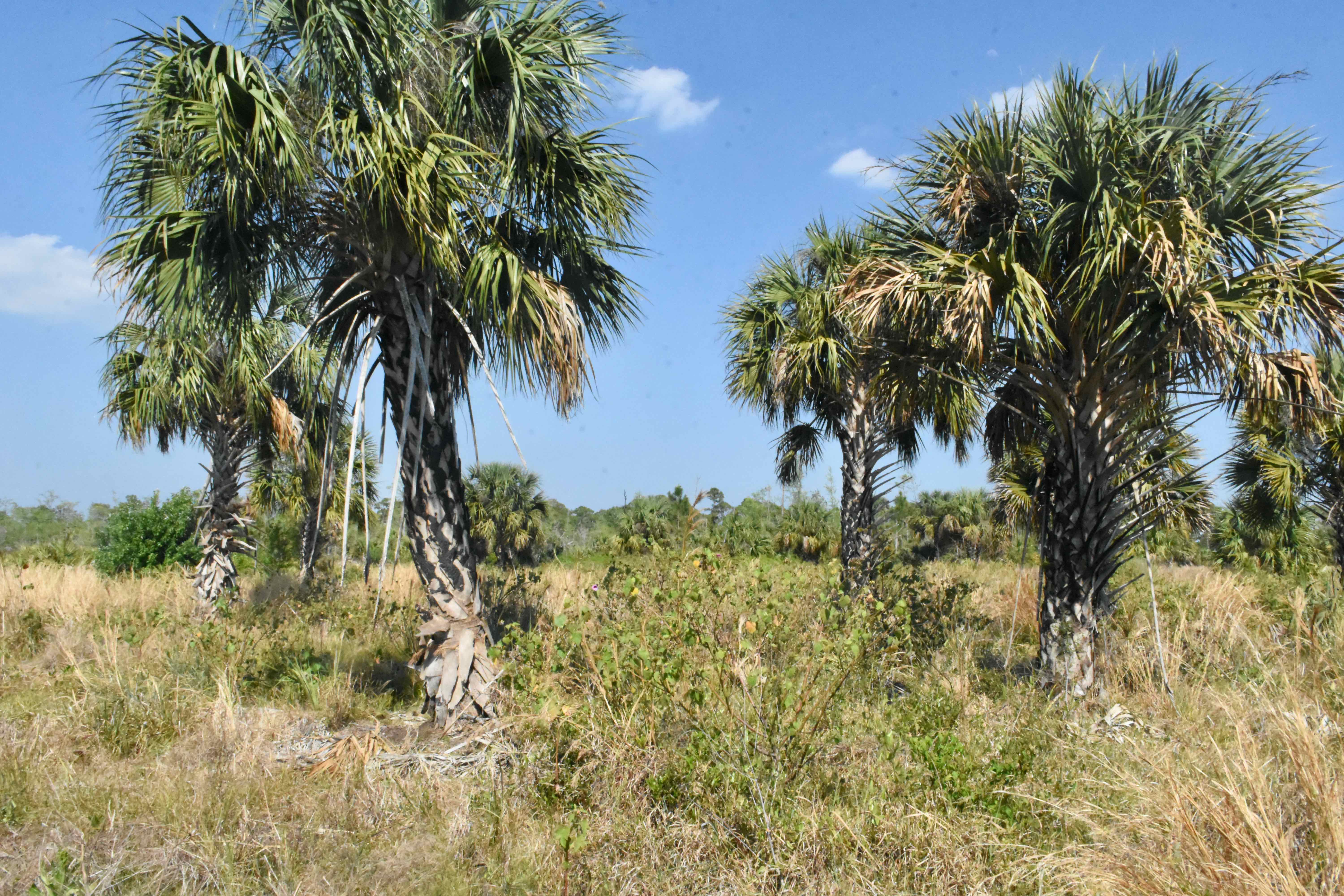 charred palms