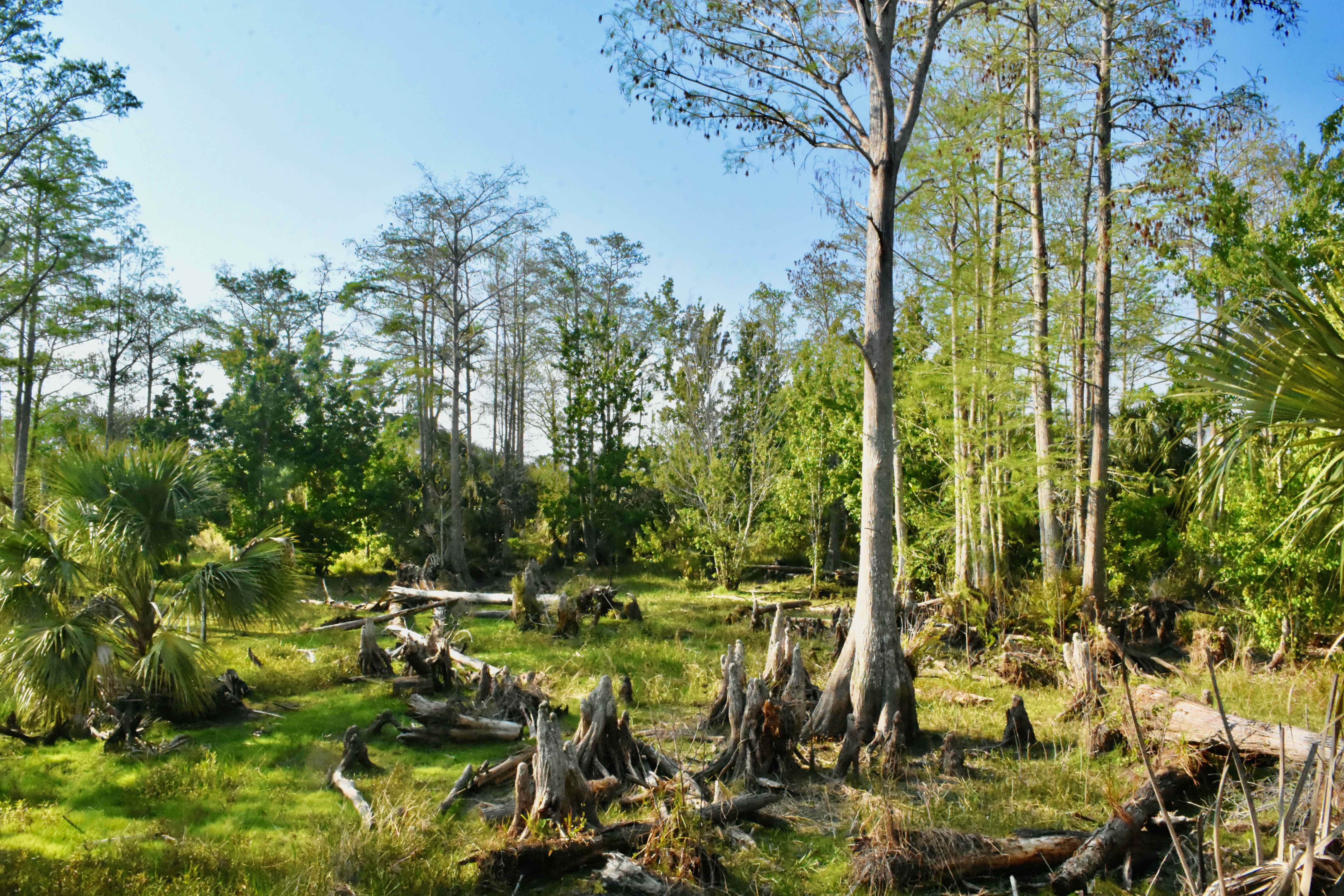cypress swamp