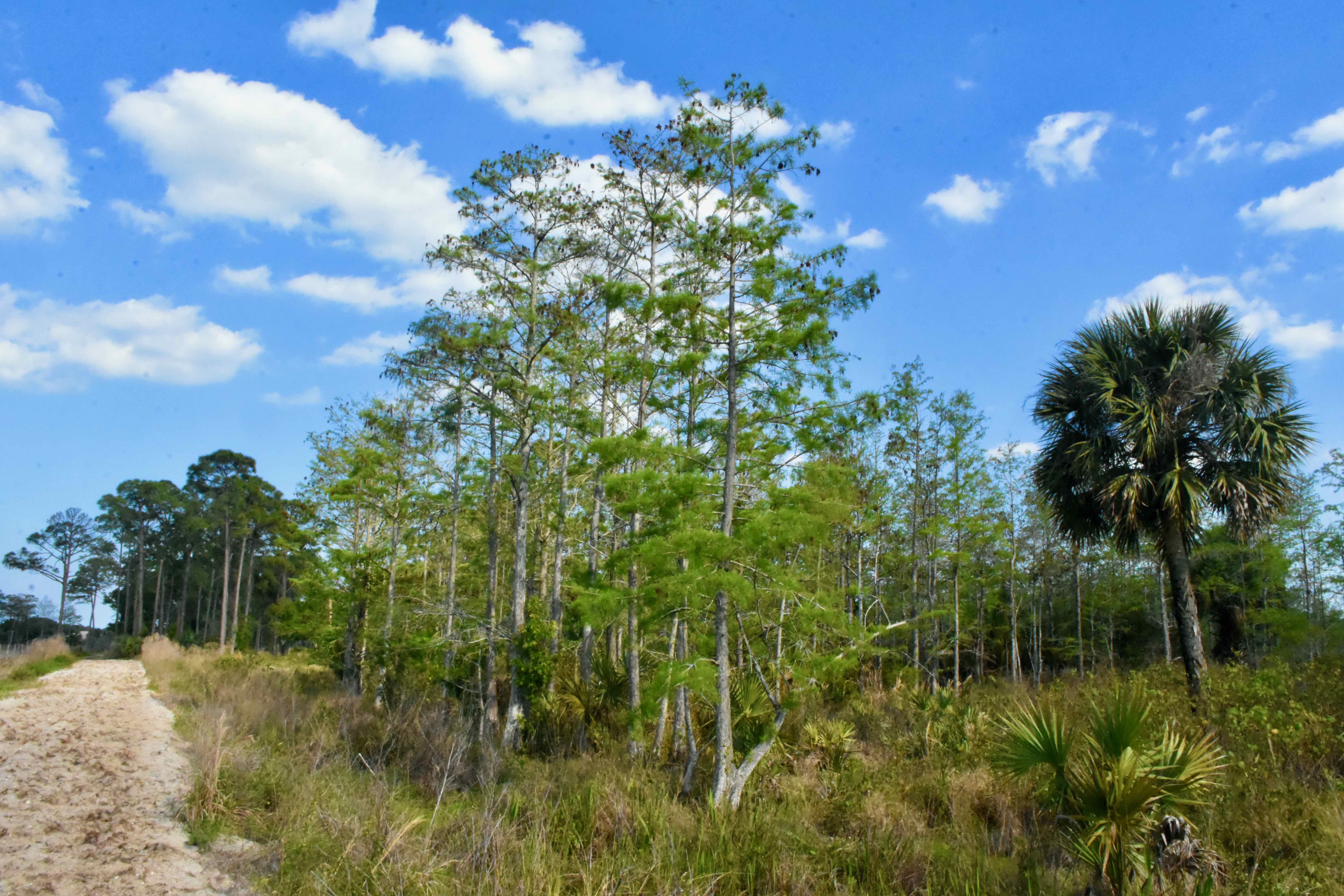 cypress swamp