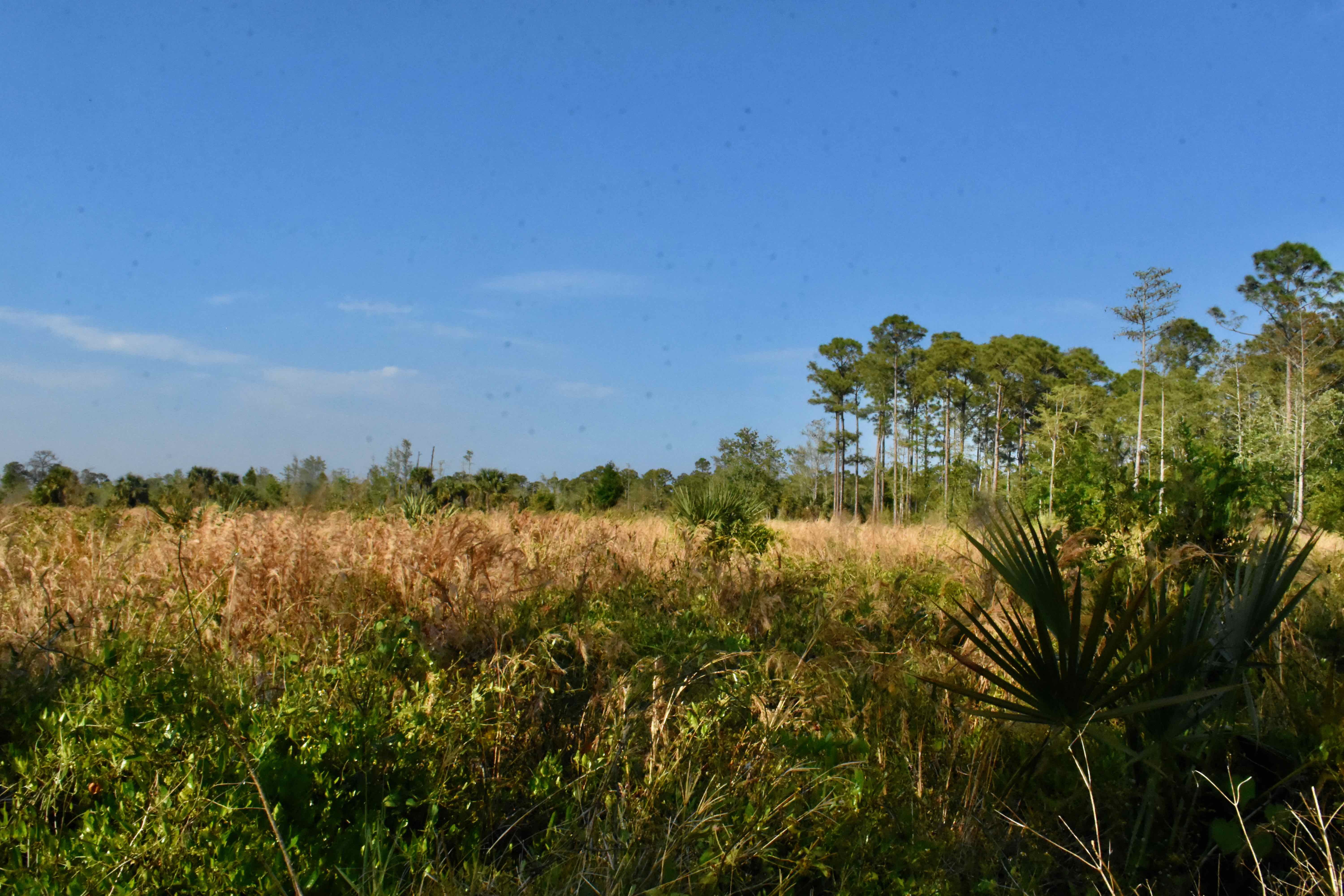 grassland and flatwoods