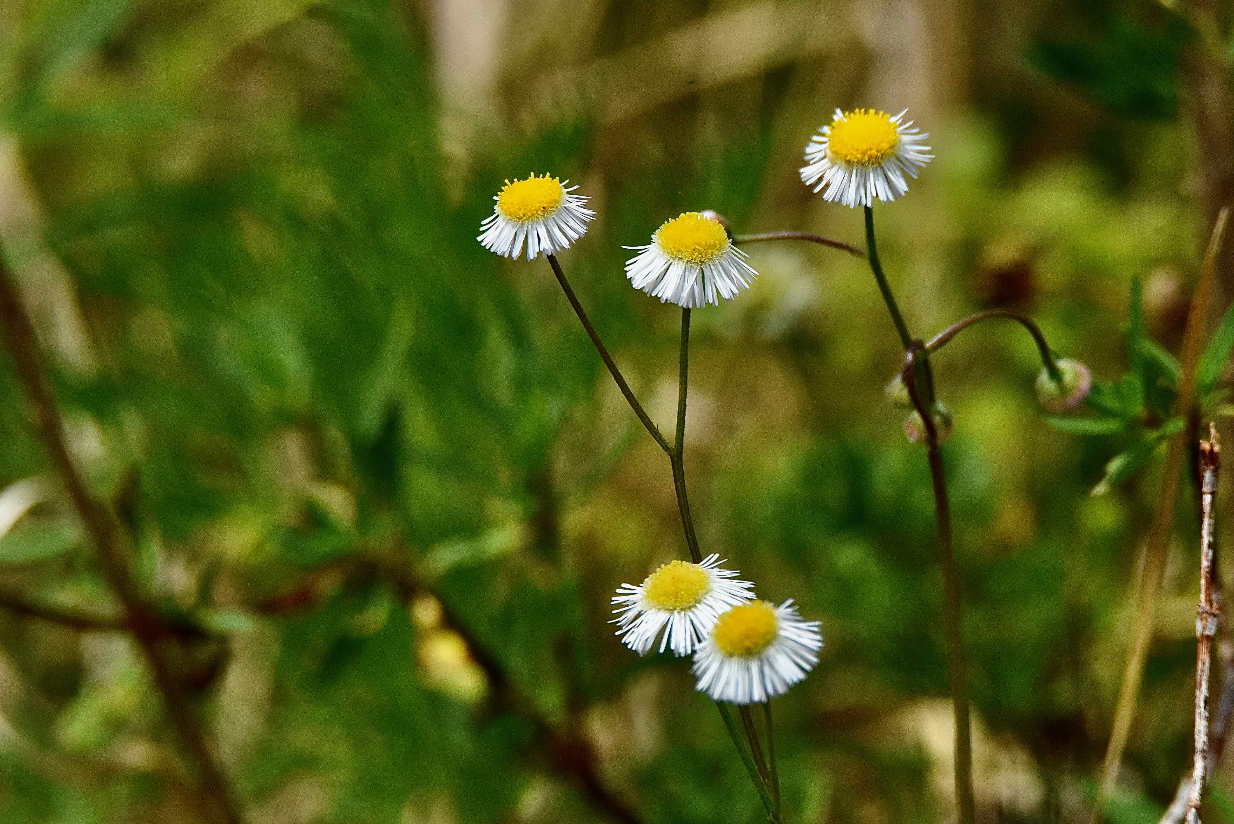 Oakleaf Fleabane