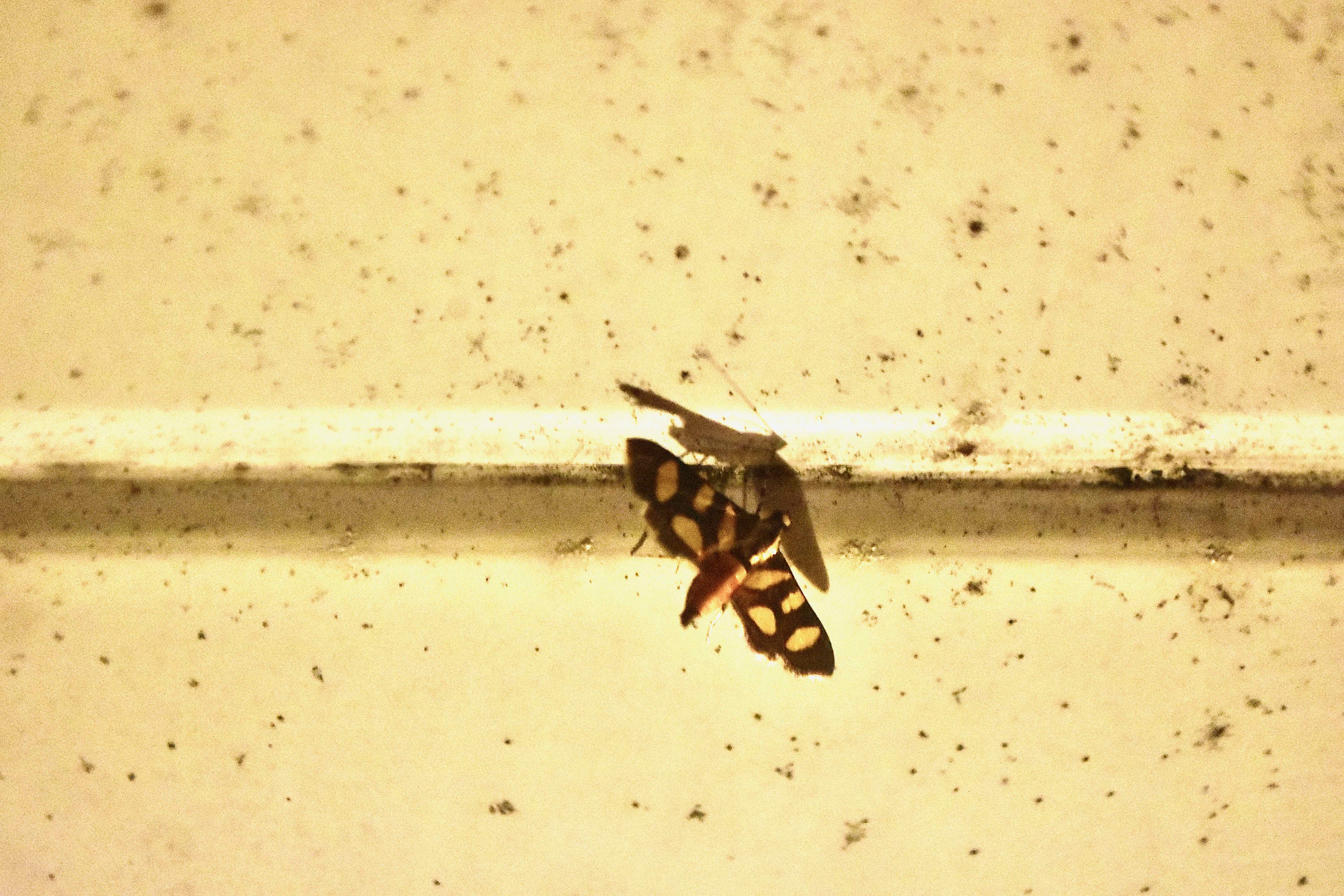 orange spotted flower moth
