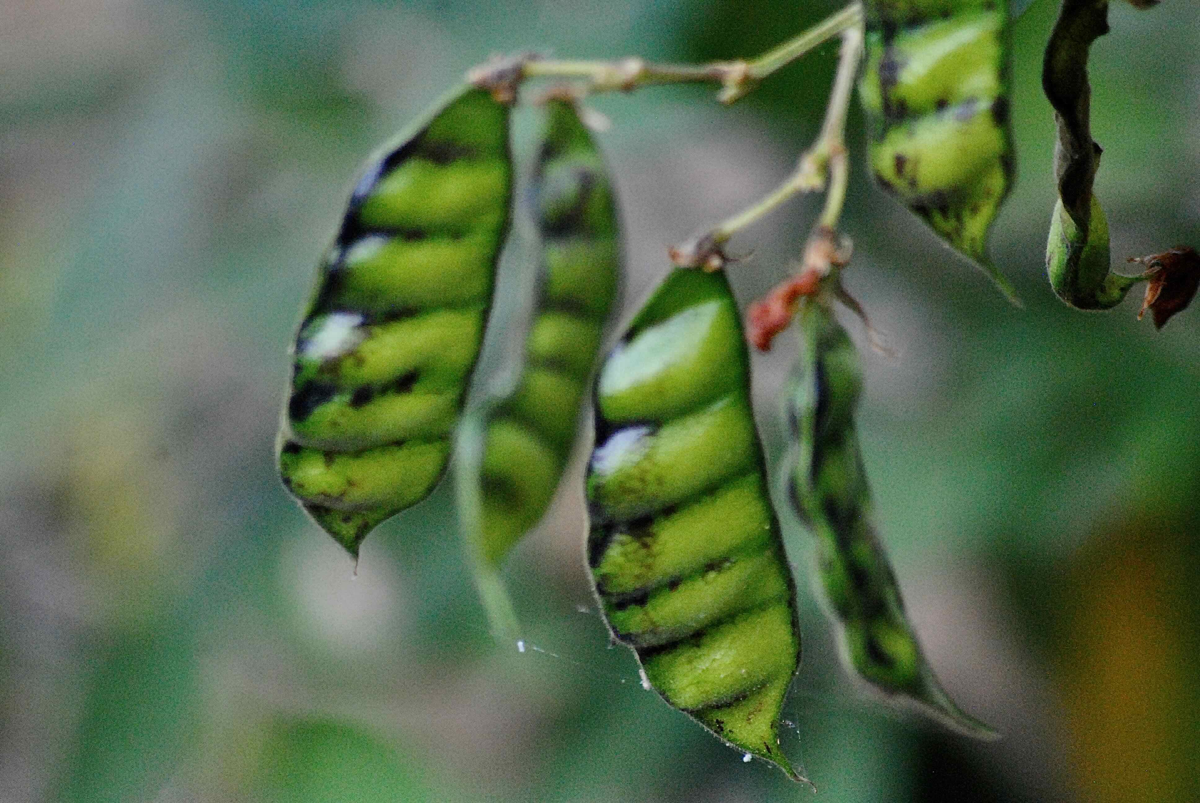 pigeon pea