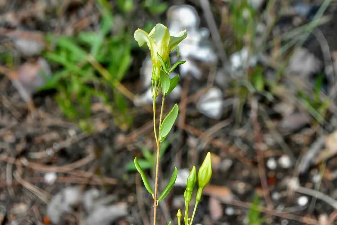 pineland golden trumpet