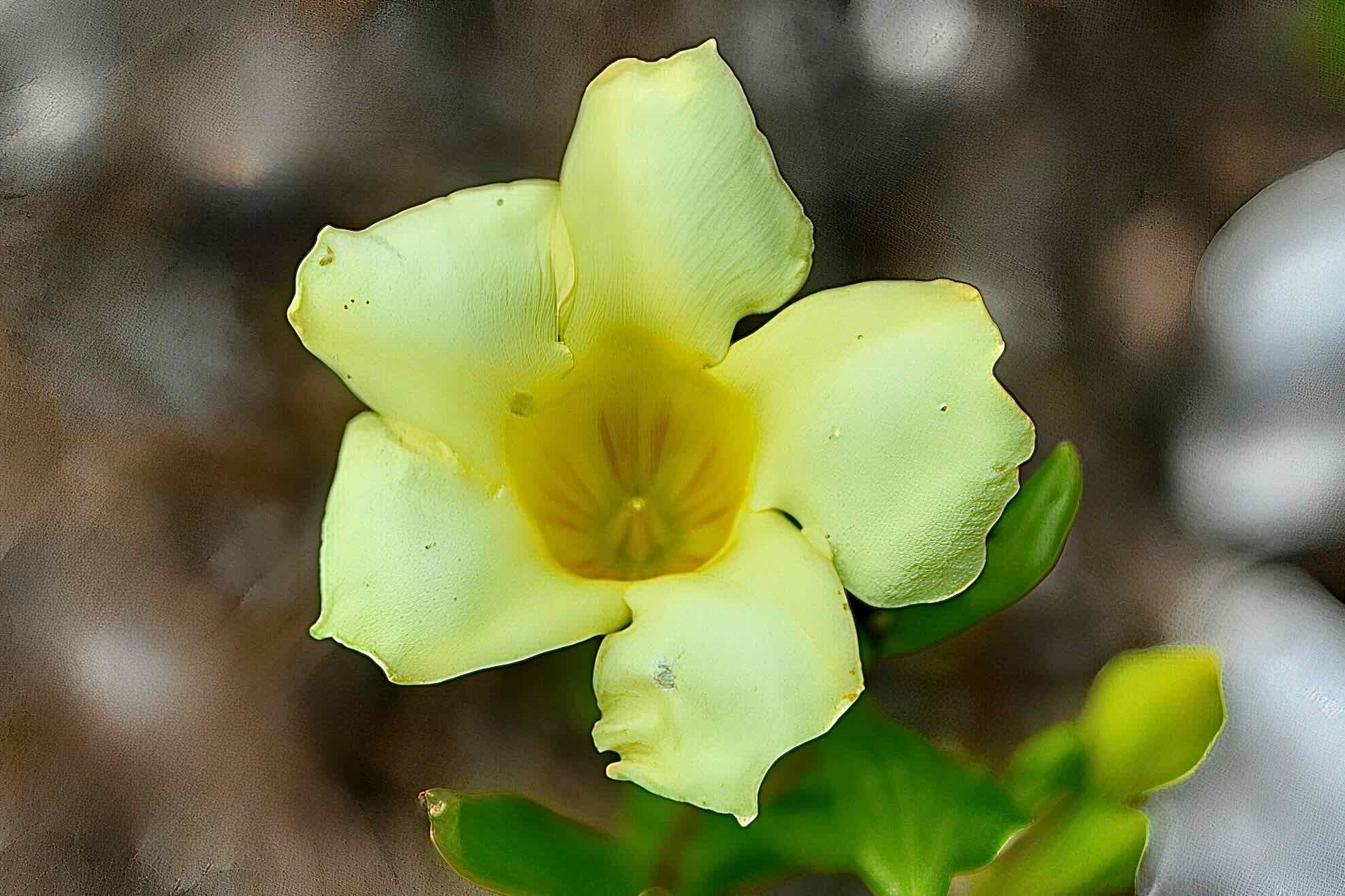 pineland golden trumpet
