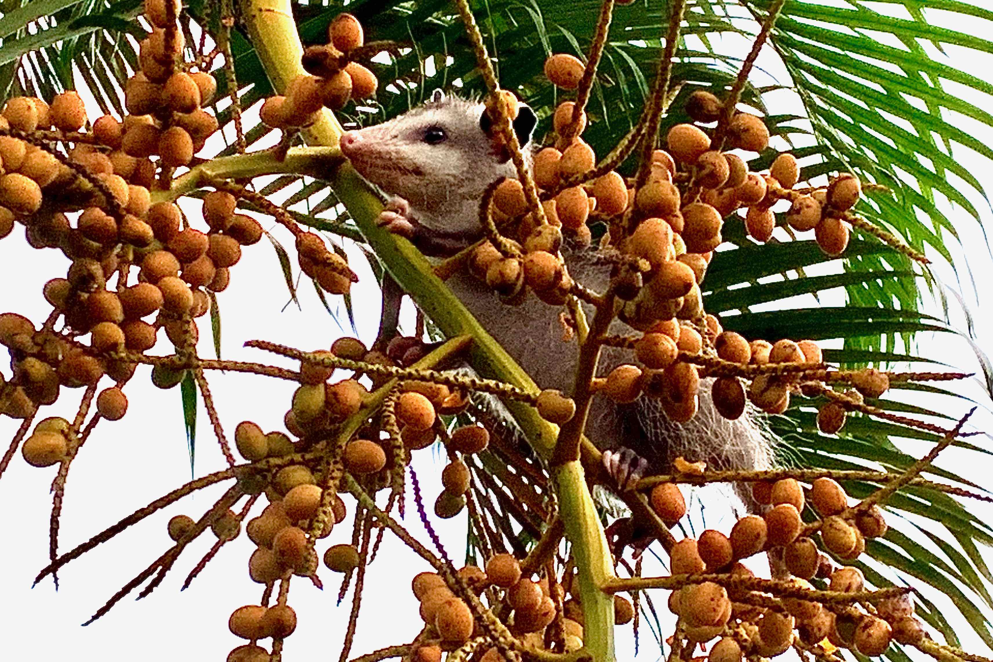 opossum,areca nuts