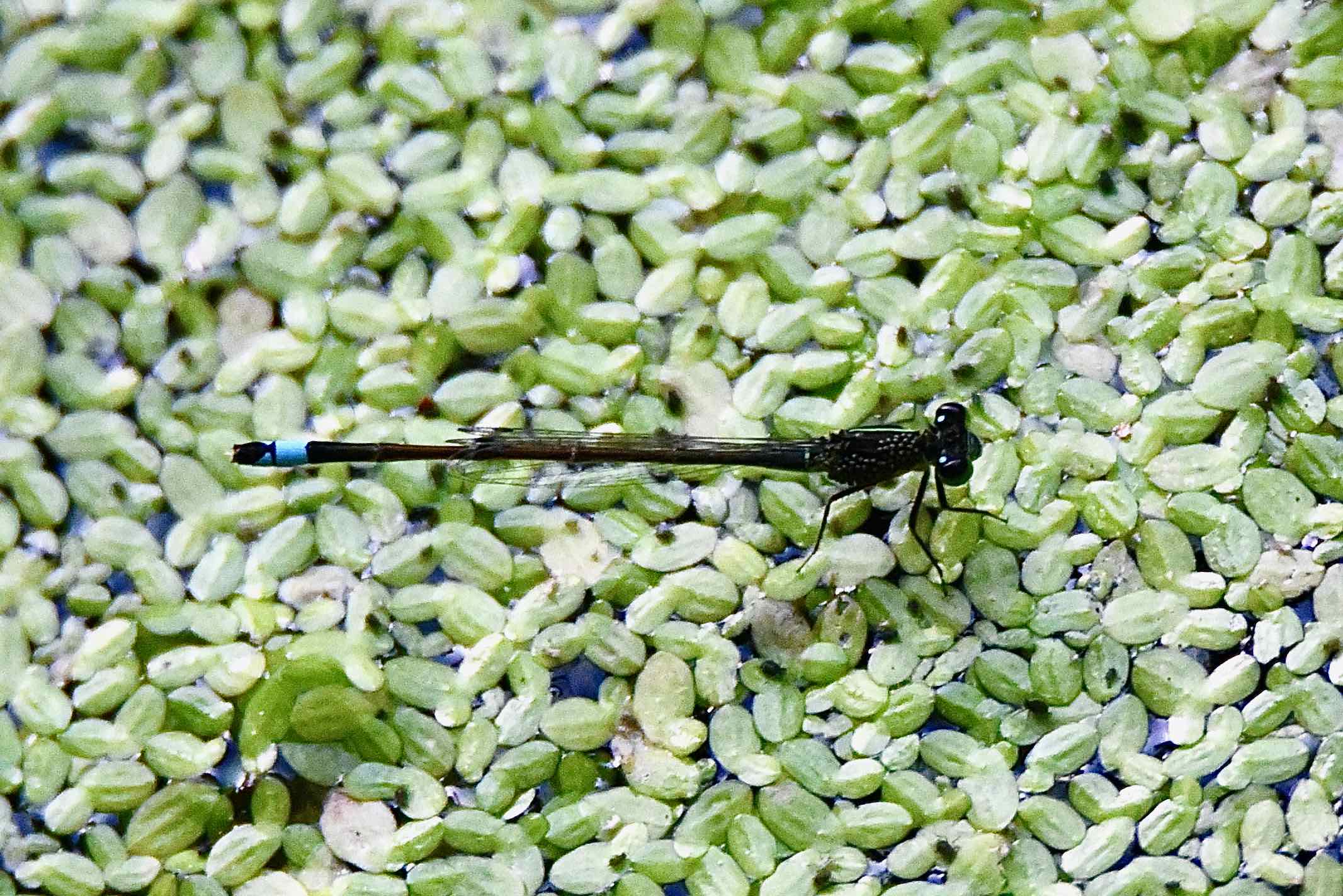 rambur's forktail