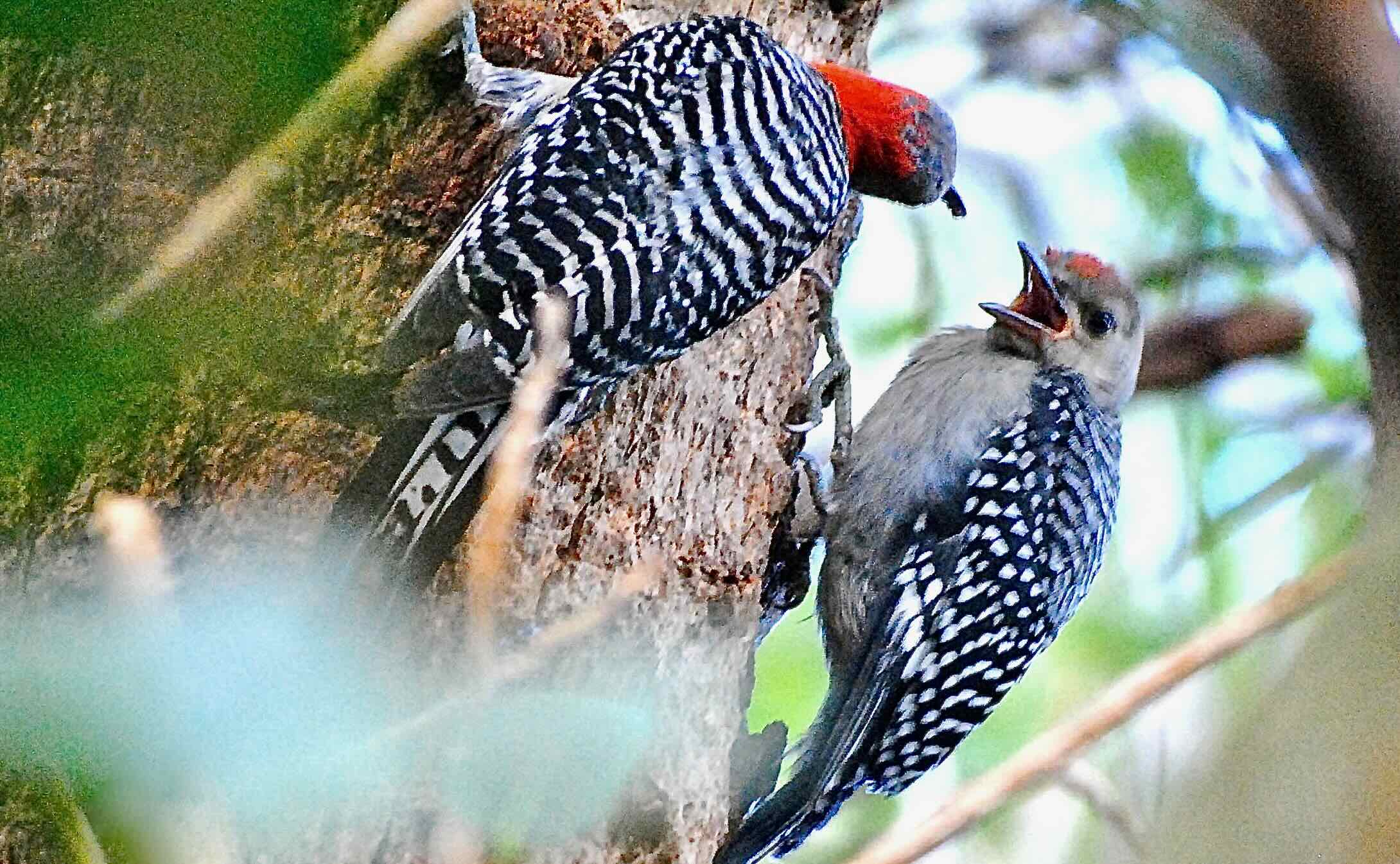 red-bellied woodpeckers