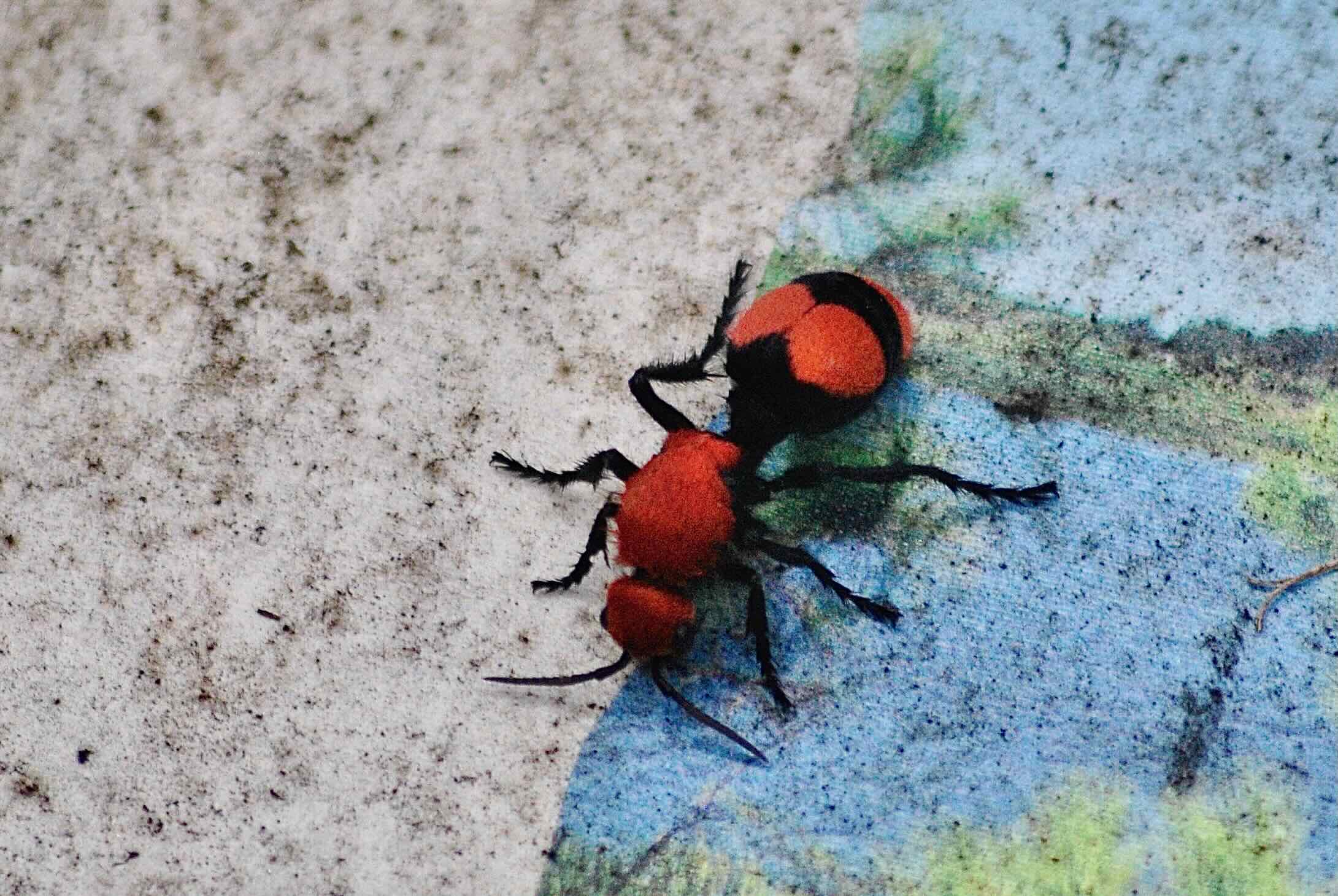 eastern red velvet ant