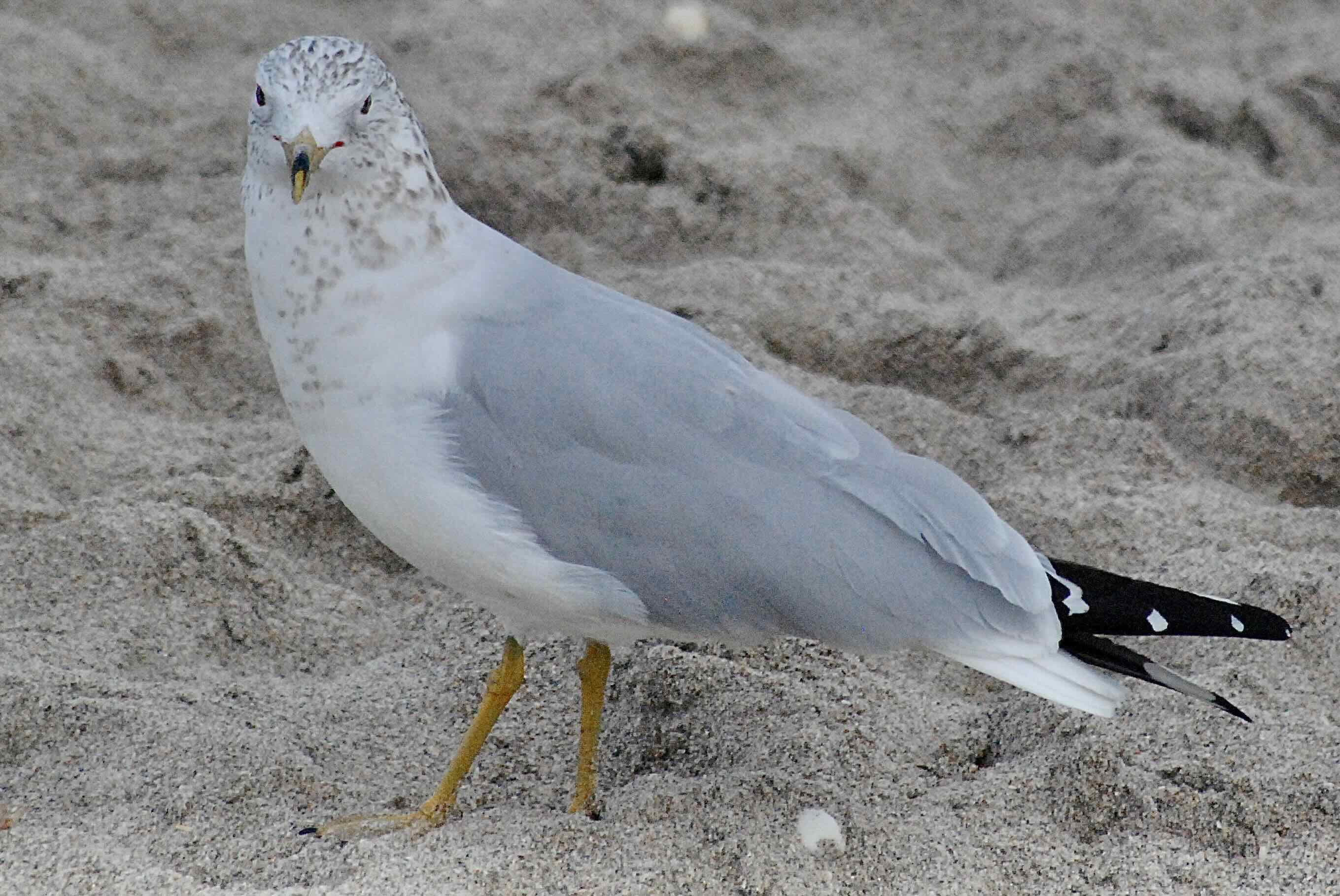 ring billed gull