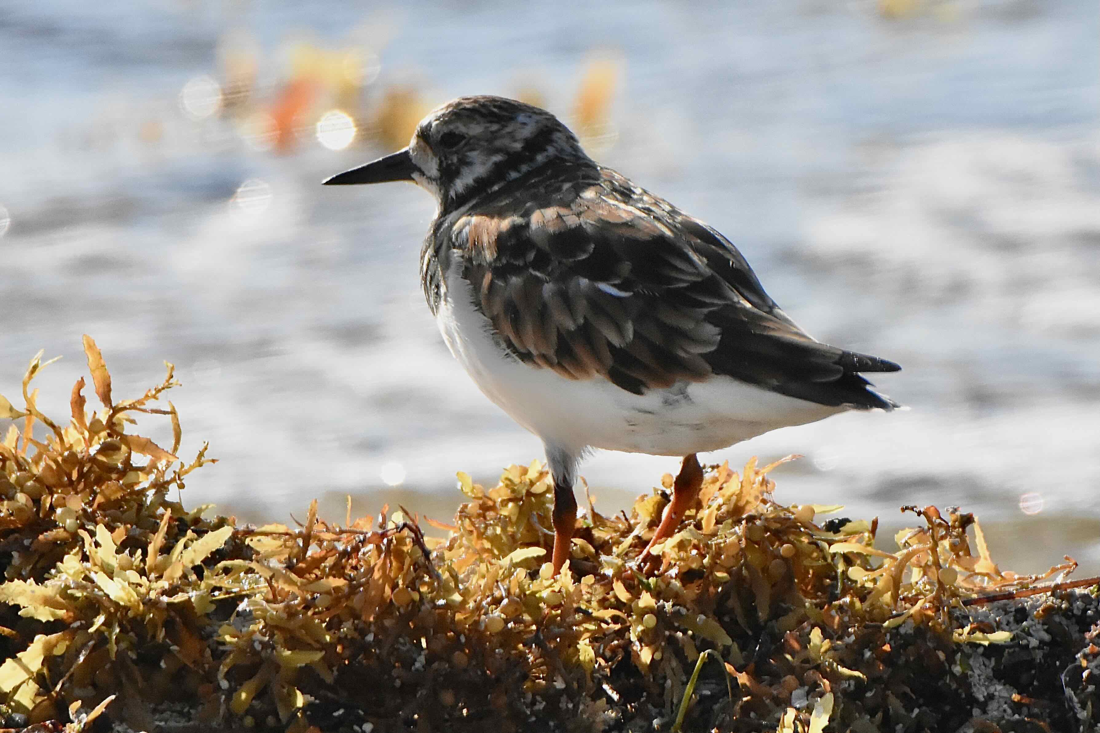 Ruddy Turnstone