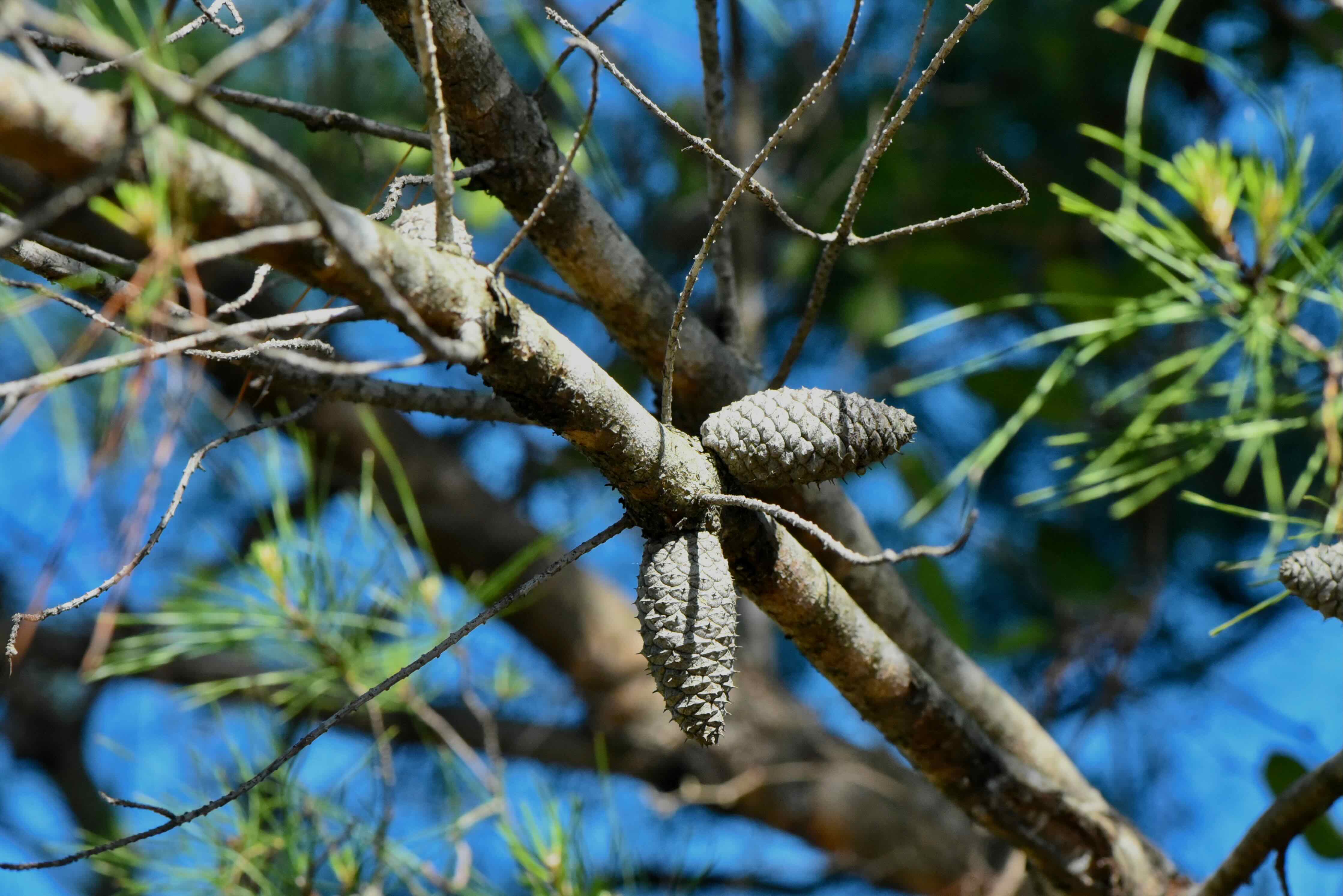 sand pine cones