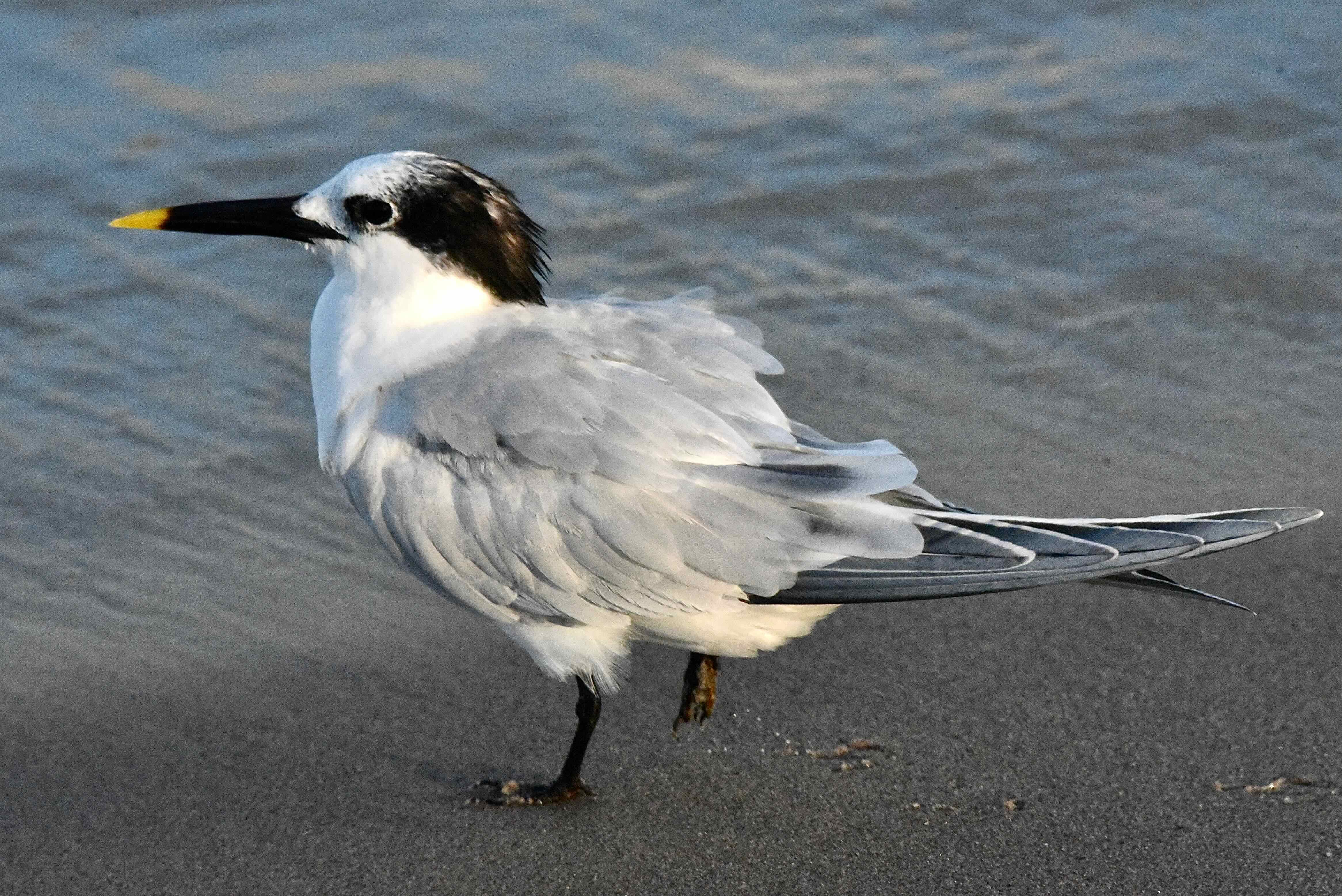 sandwich tern
