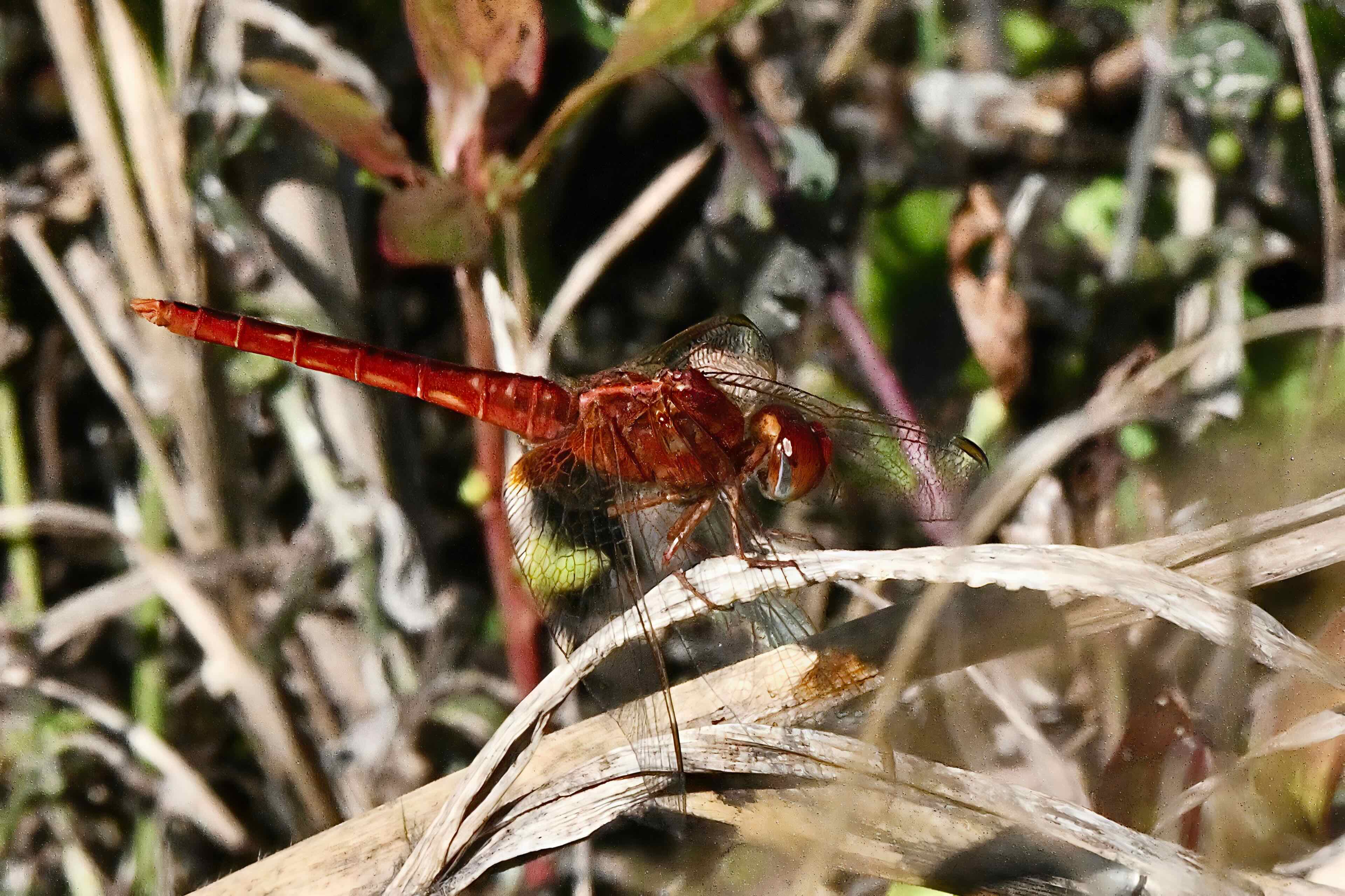 scarlet skimmer