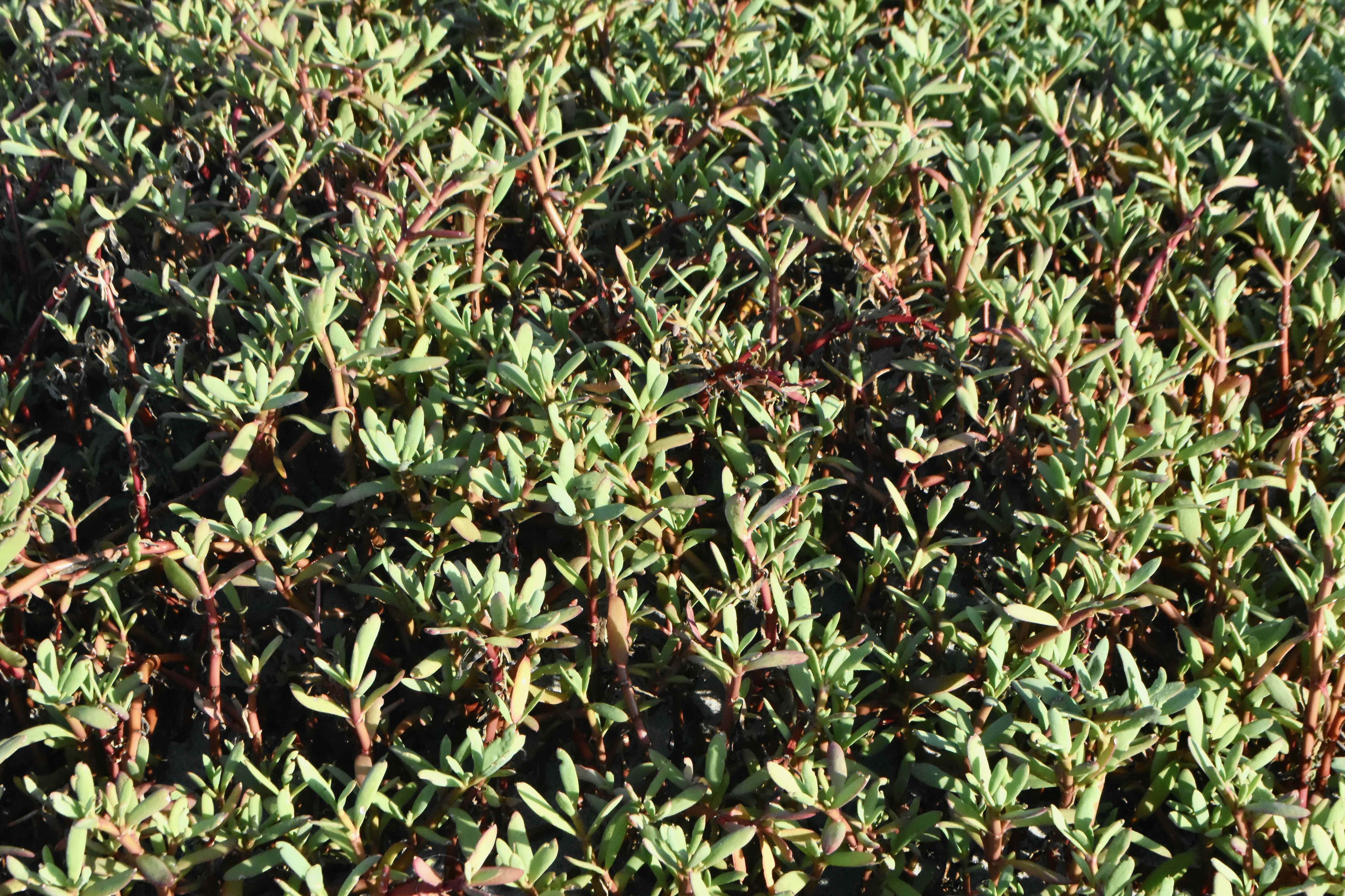 sea purslane