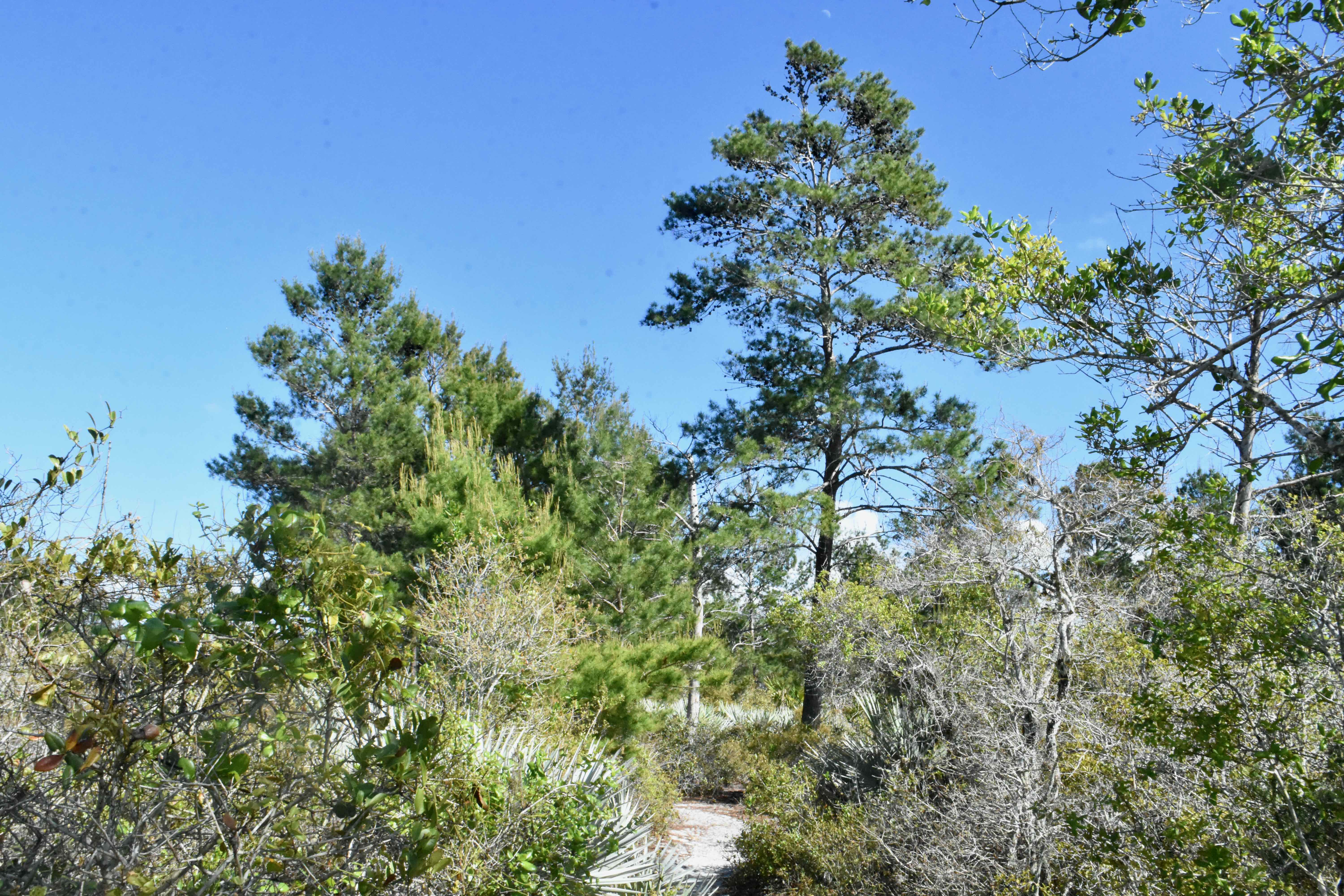 trail beginning