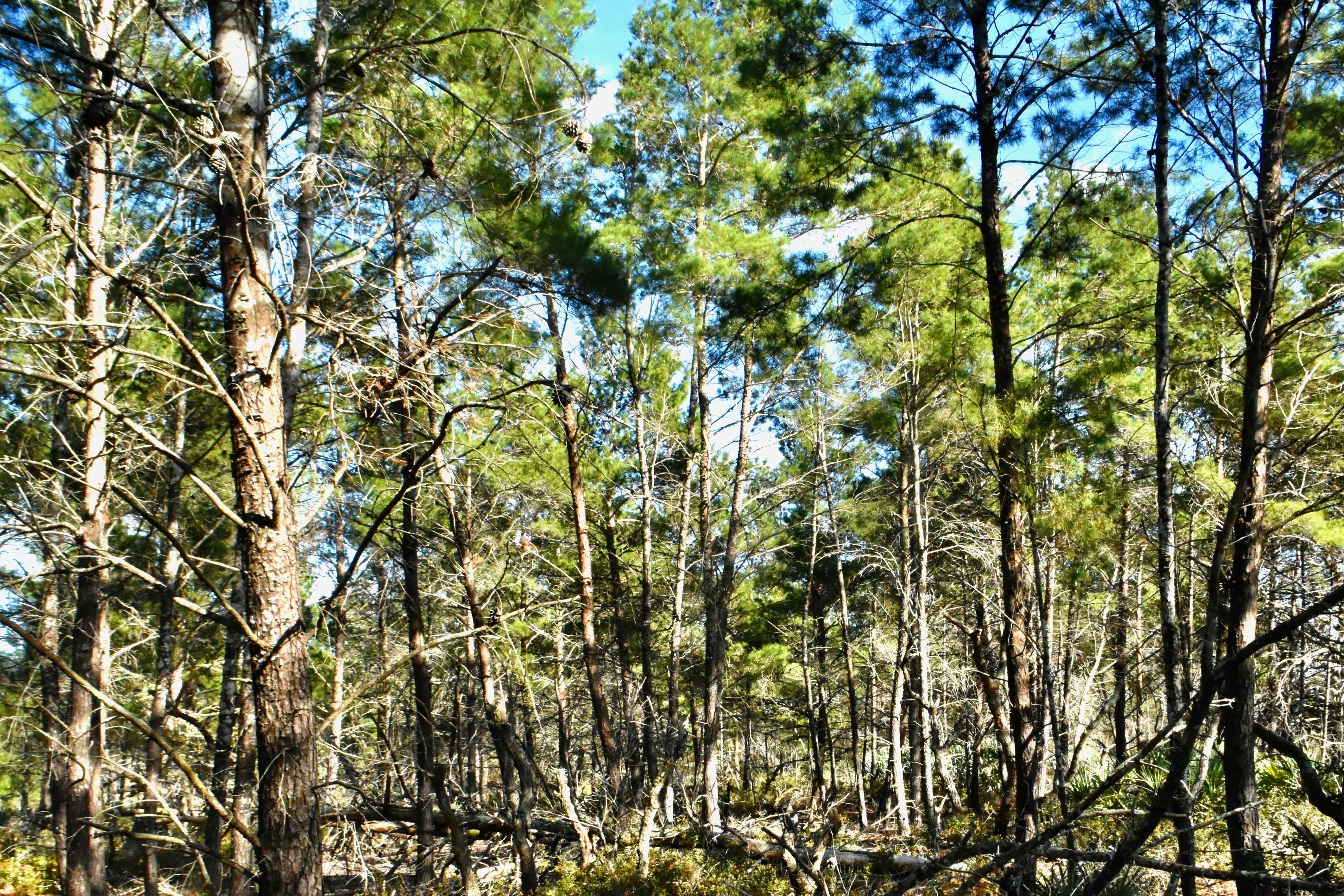 Sand Pines