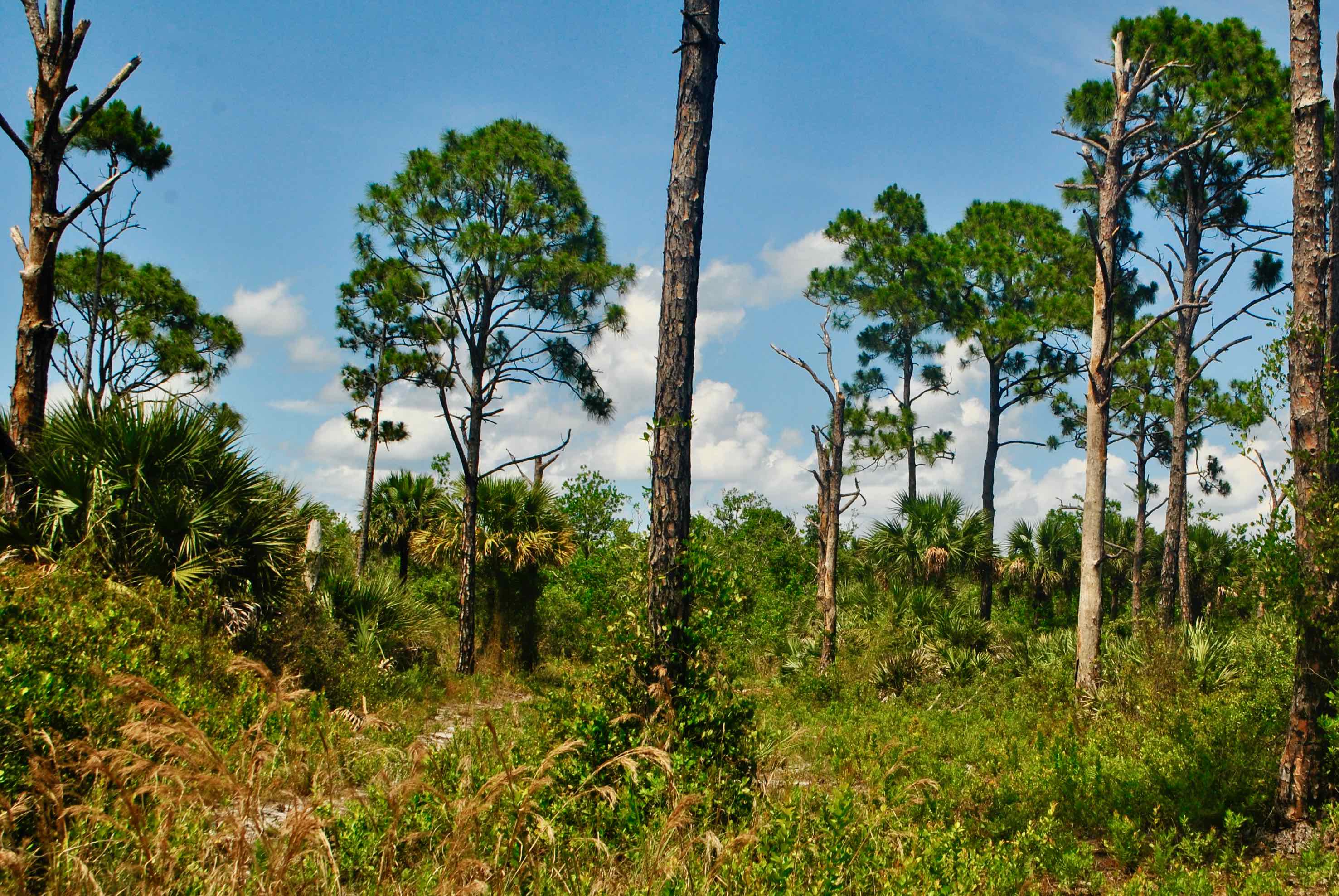 mesic flatwoods