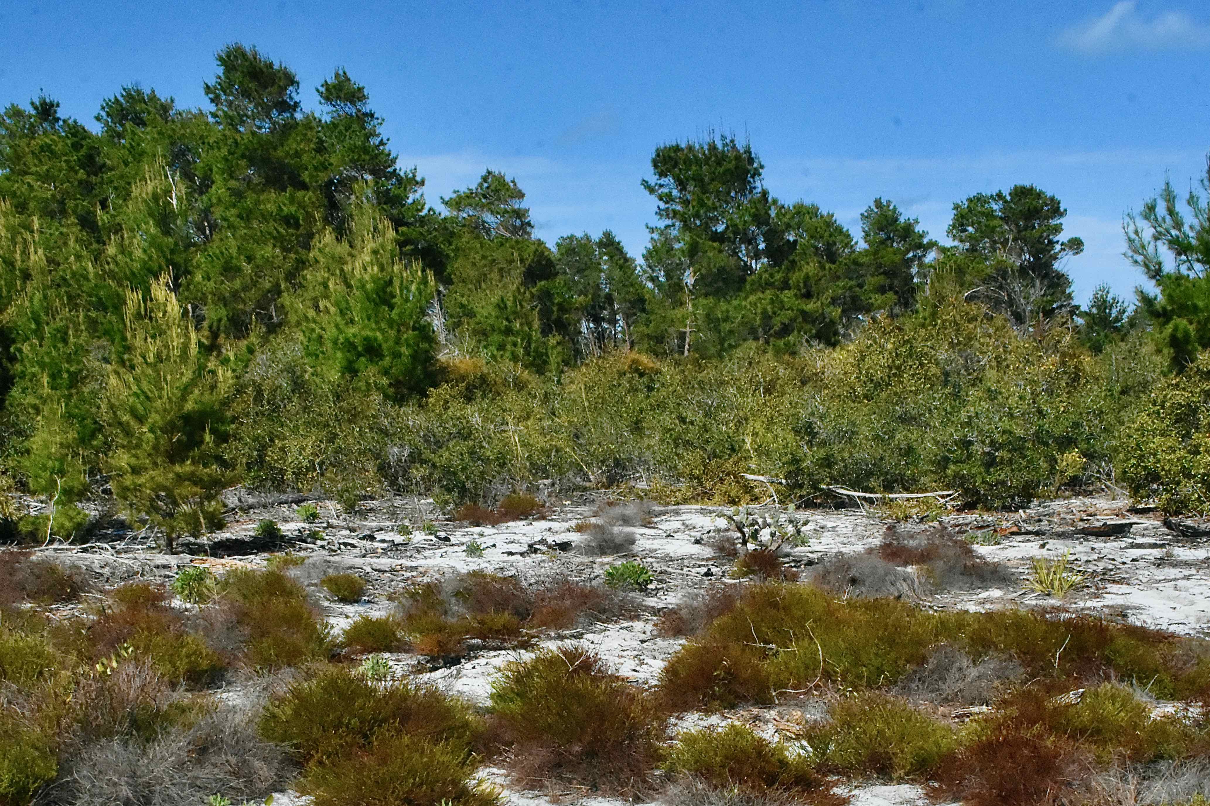 dry land