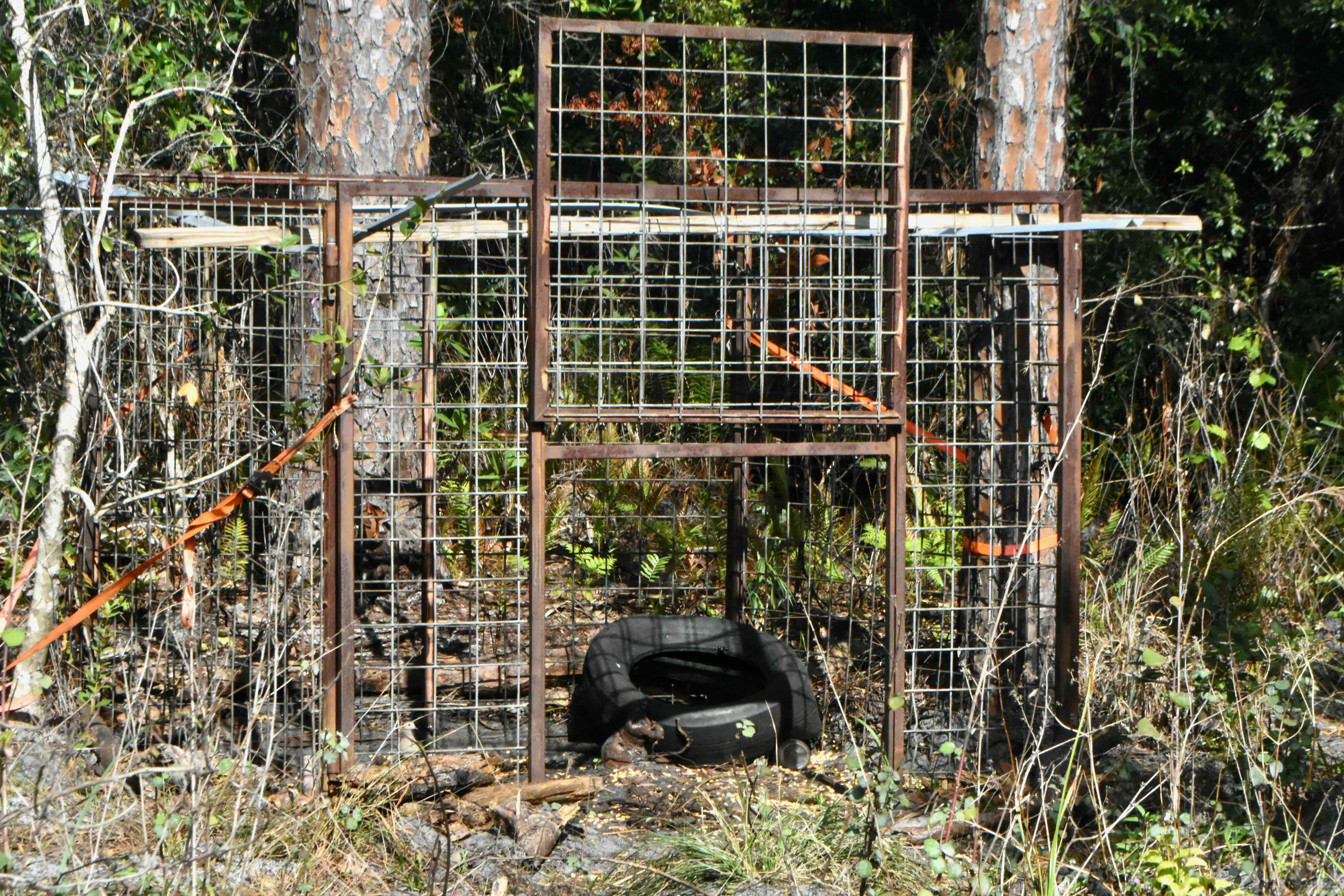 hog trap