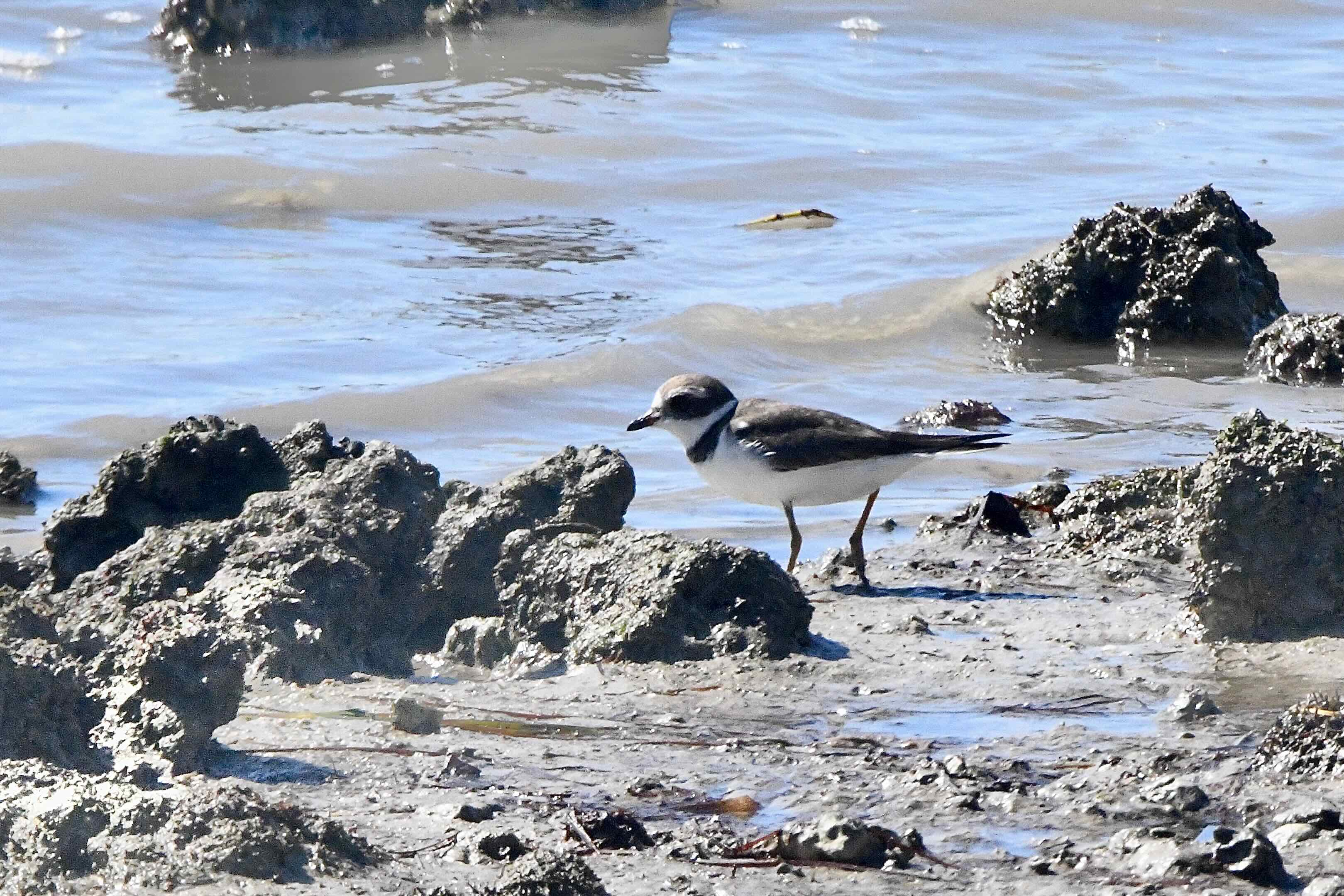 semipalmated plover