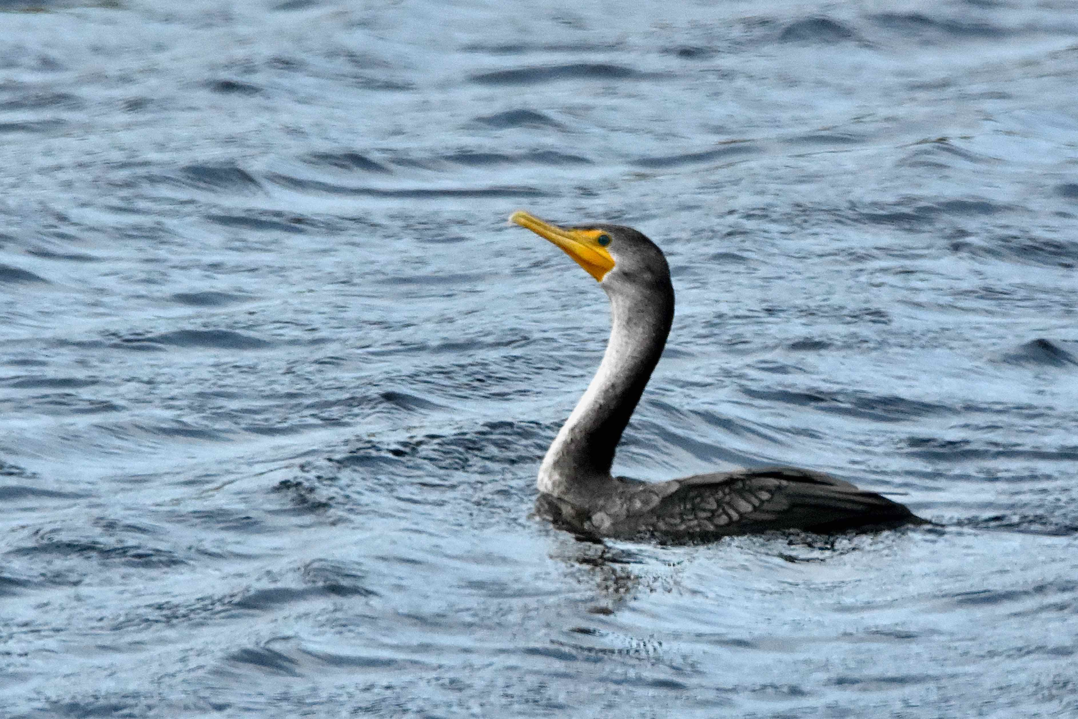 Cormorant