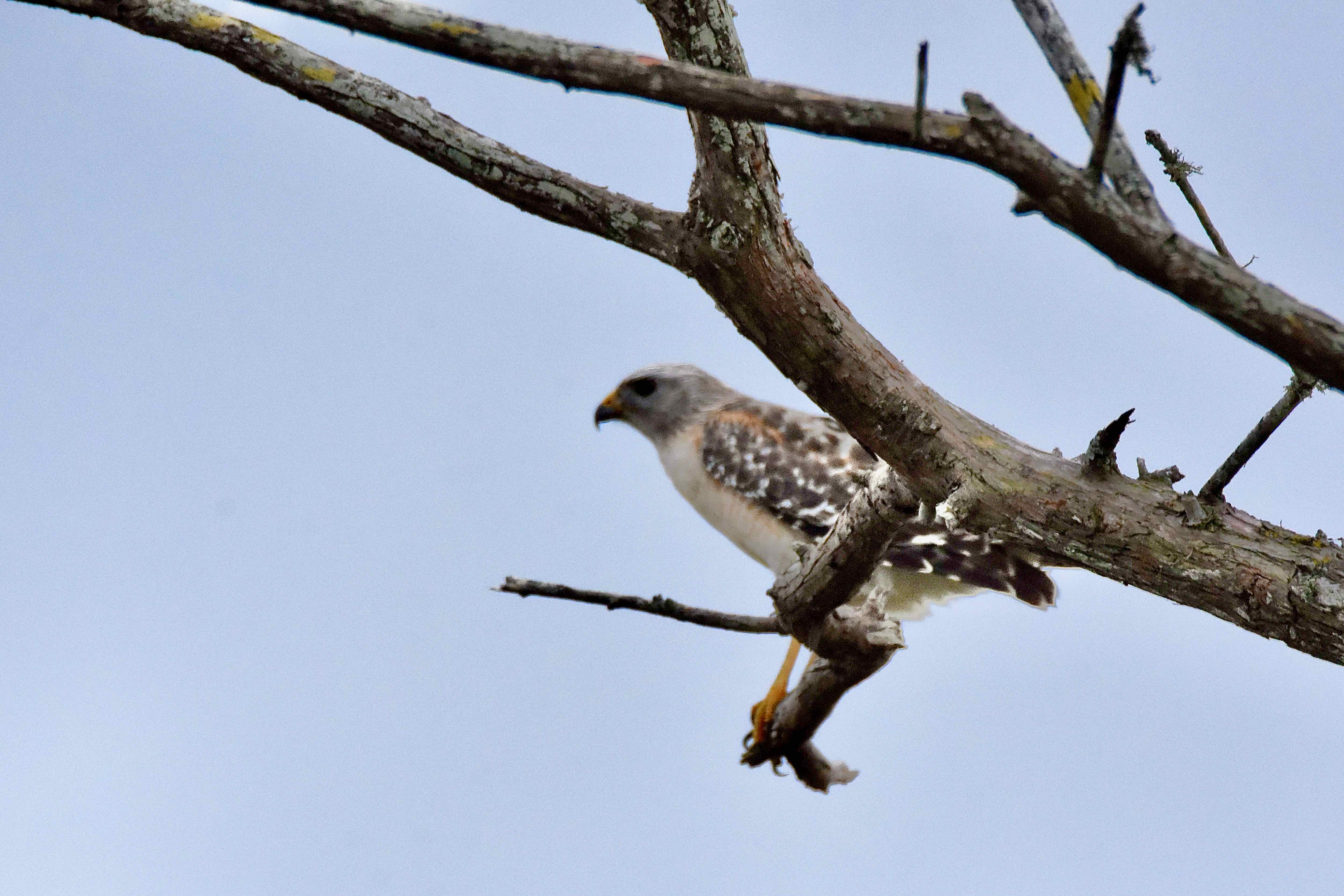 red-shouldered hawk