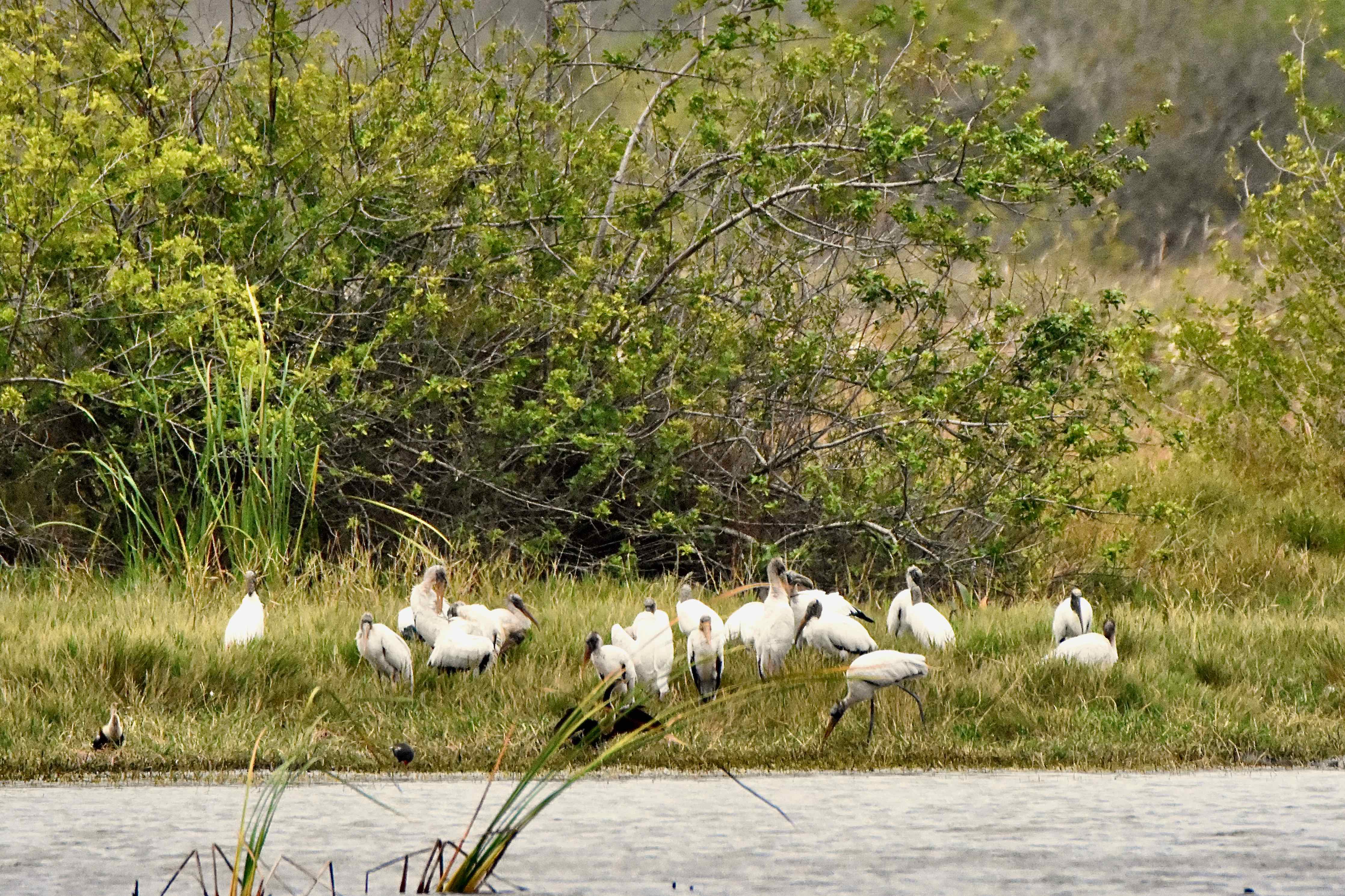 wood storks