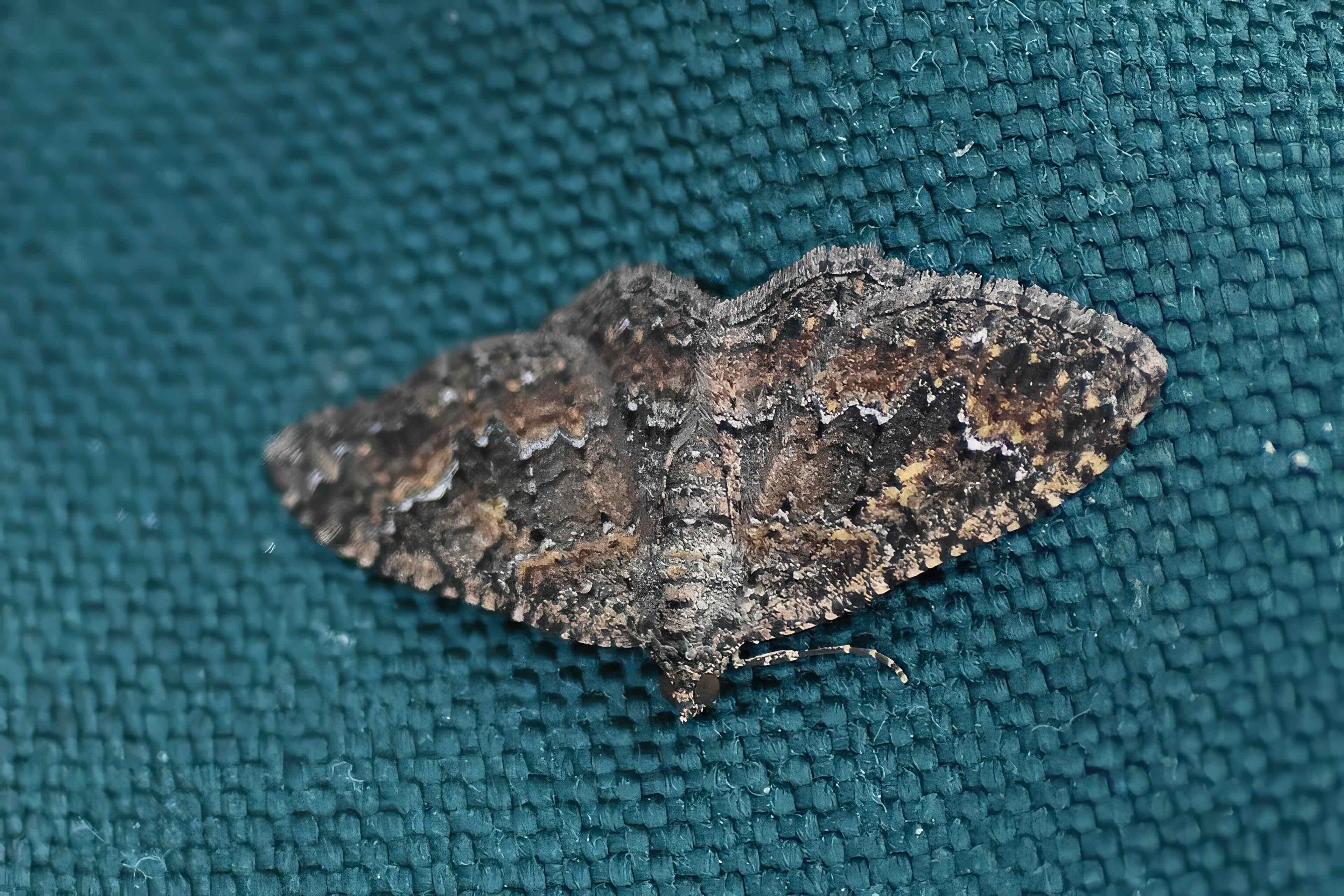 somber carpet moth