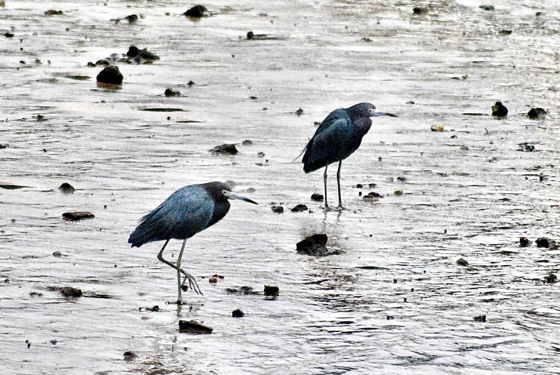 2 little blue herons