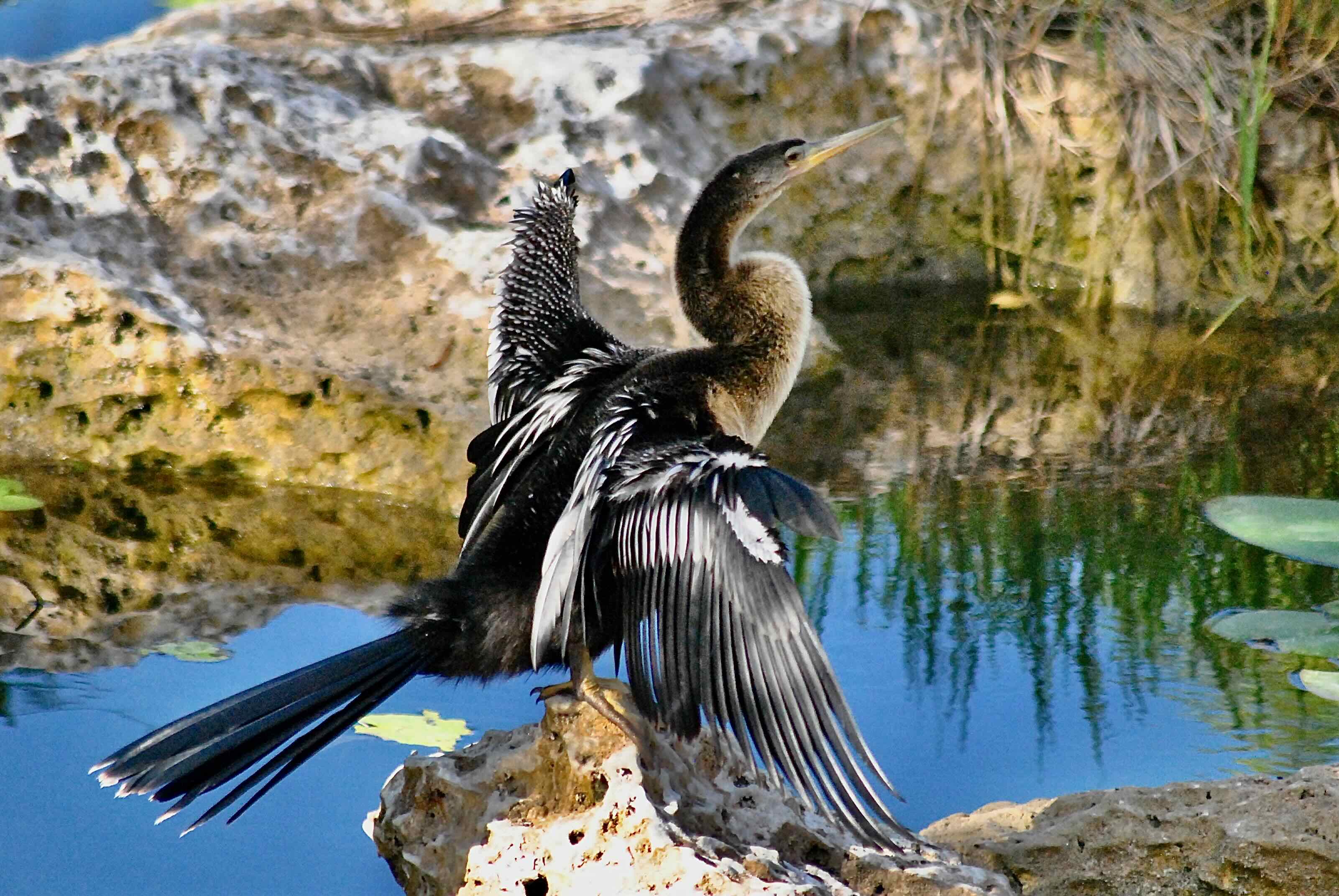 Anhinga