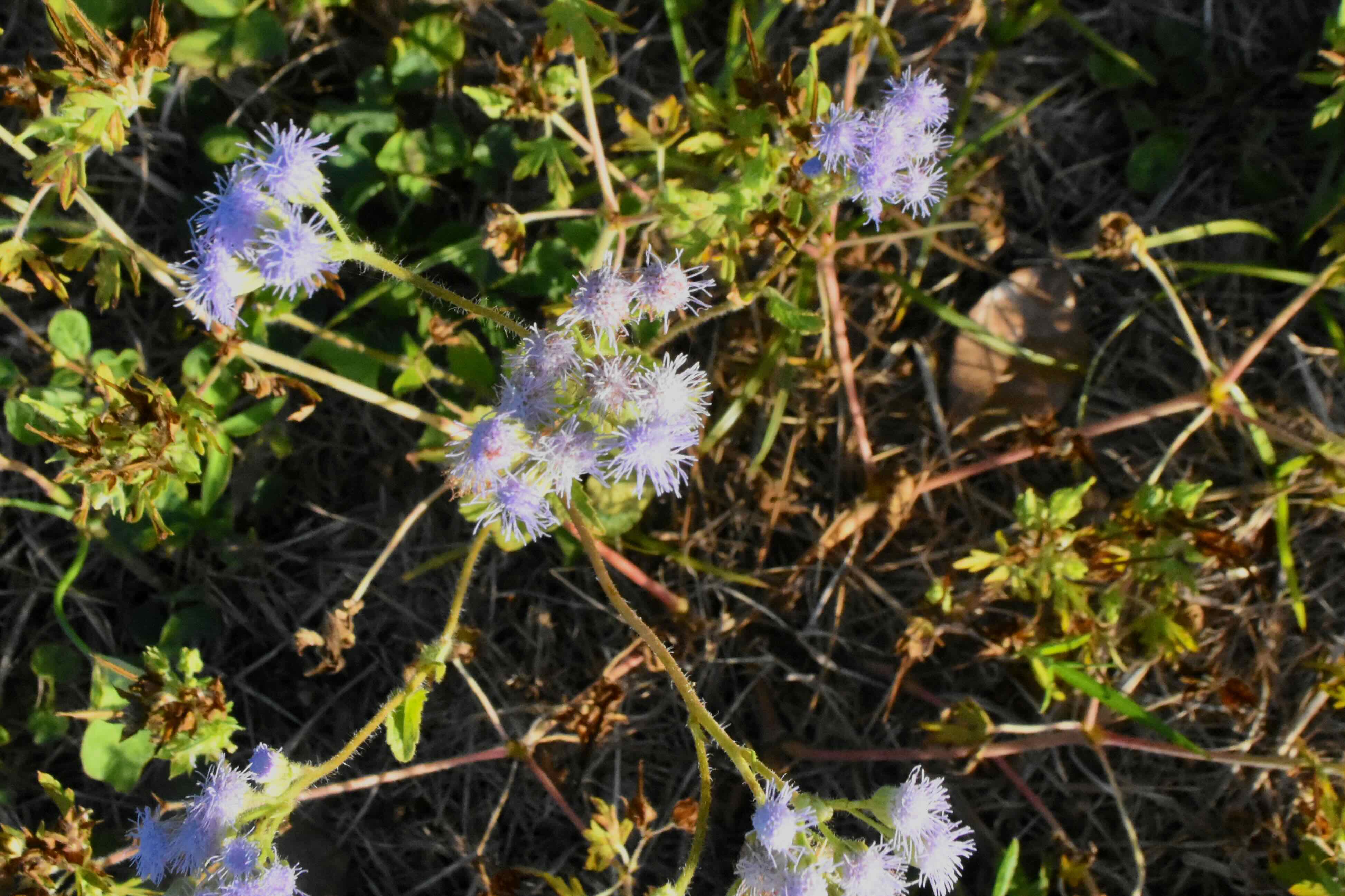 Blue Mistflower
