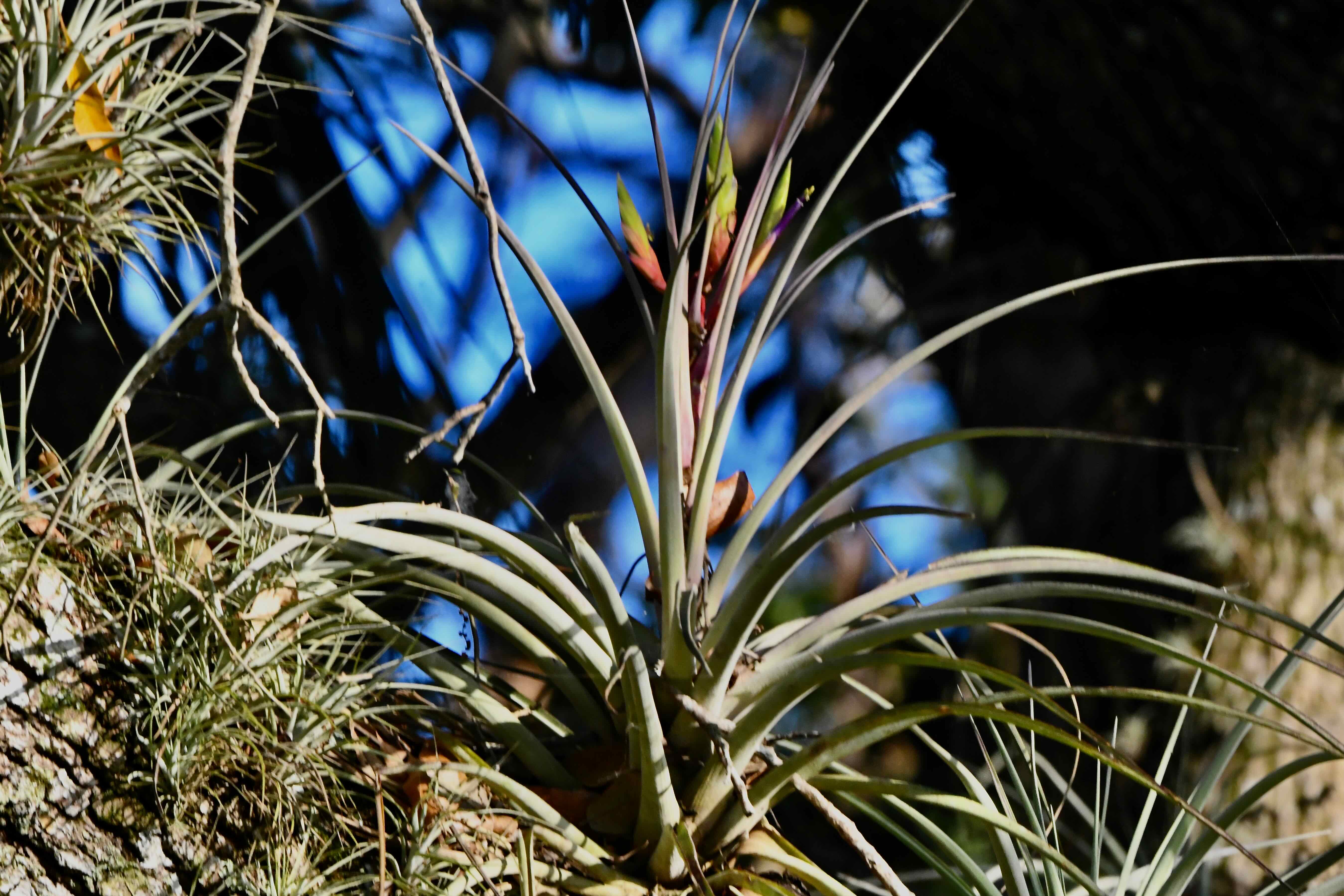 cardinal airplant