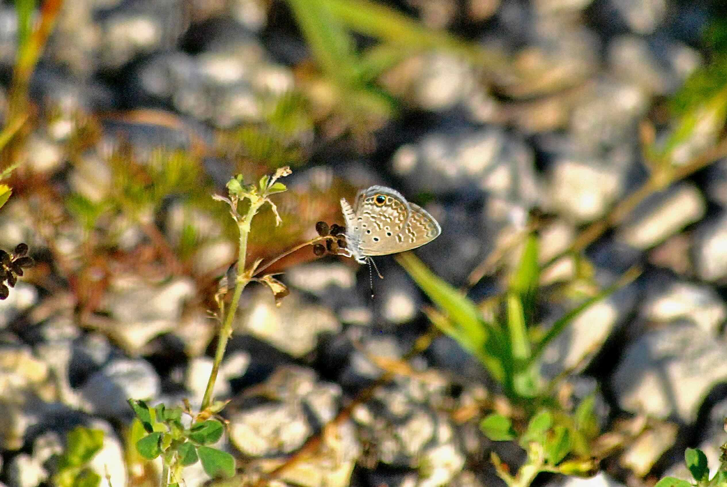 Ceranus Blue Butterfly