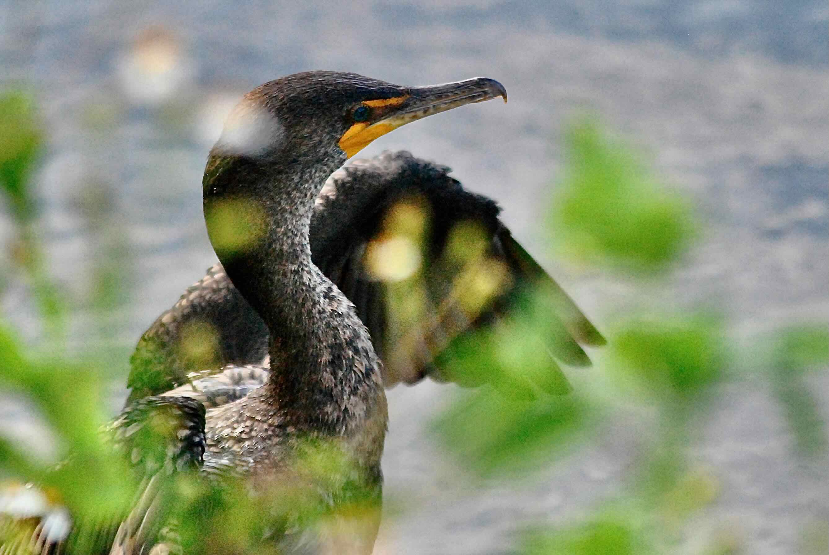 cormorant