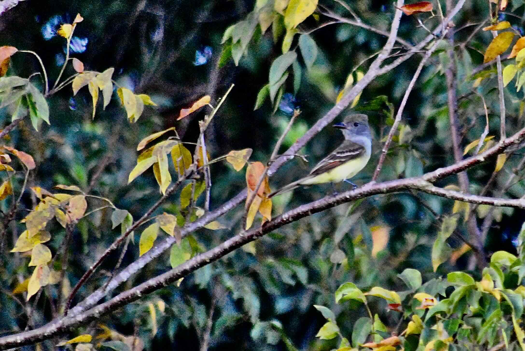 Great Crested Flycatcher